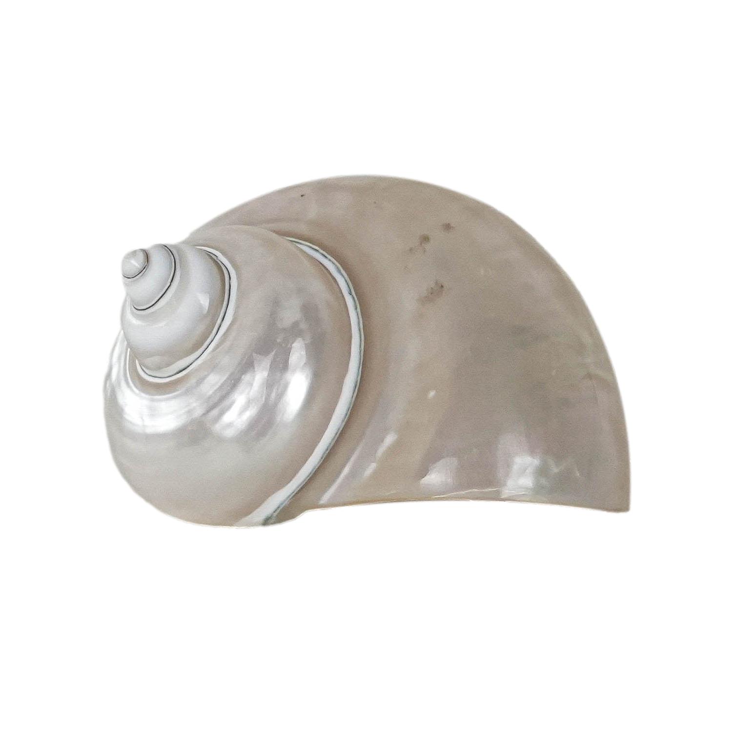 Madreperla Conchiglia Porcellana Anni '70