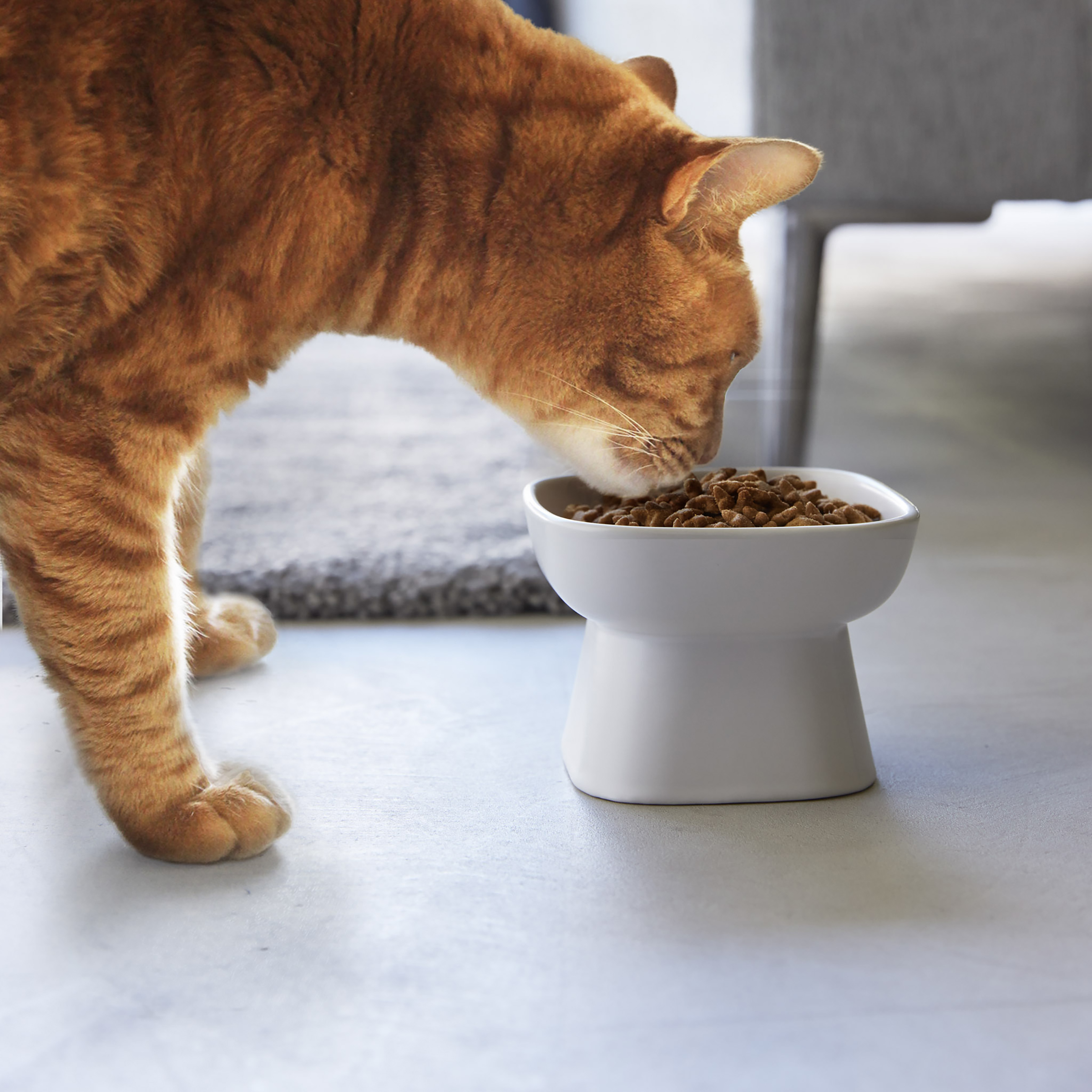 Tower Feeding Bowl Ceramic White