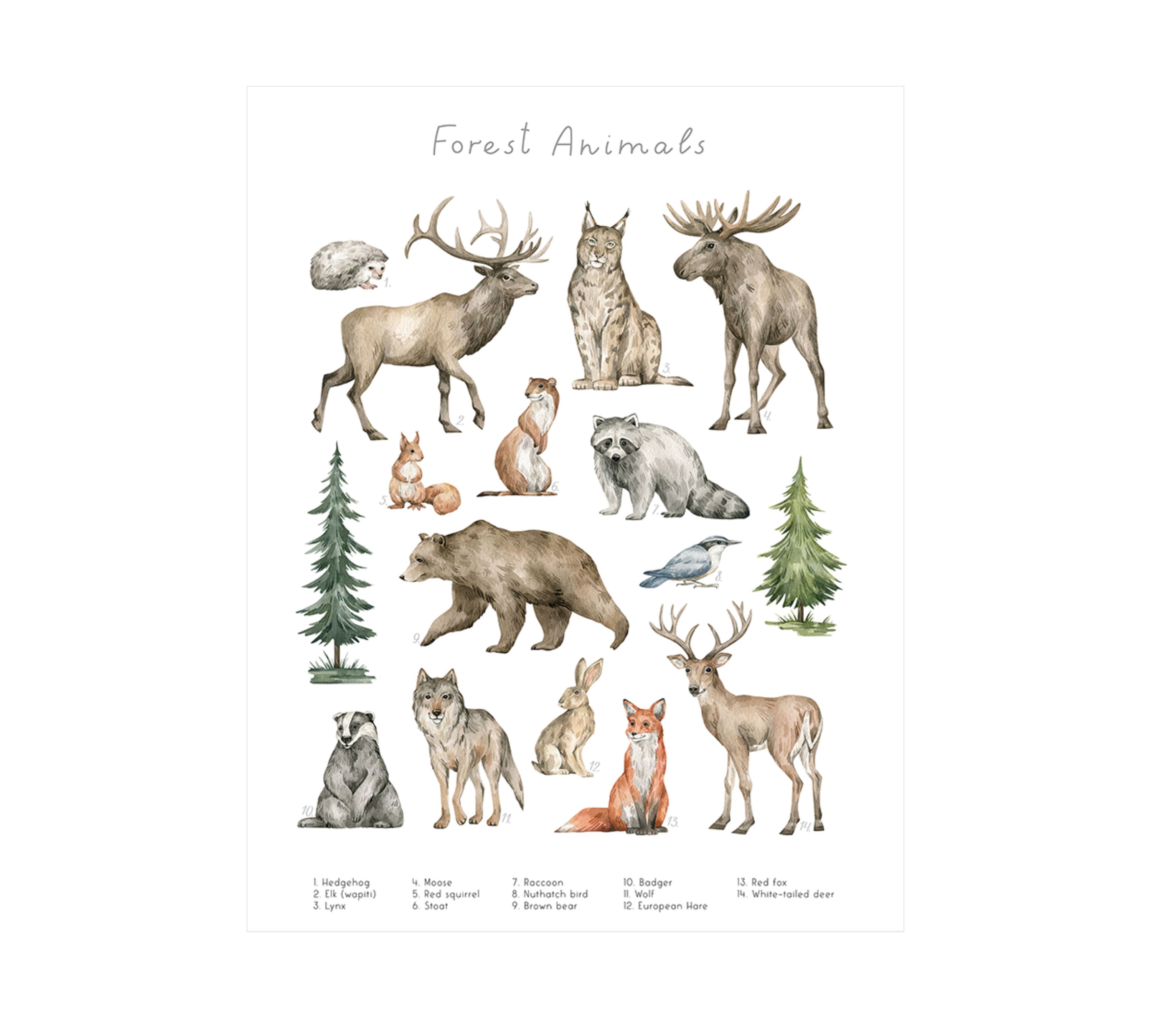 Forest Animals Art Print with Frame Multicolor