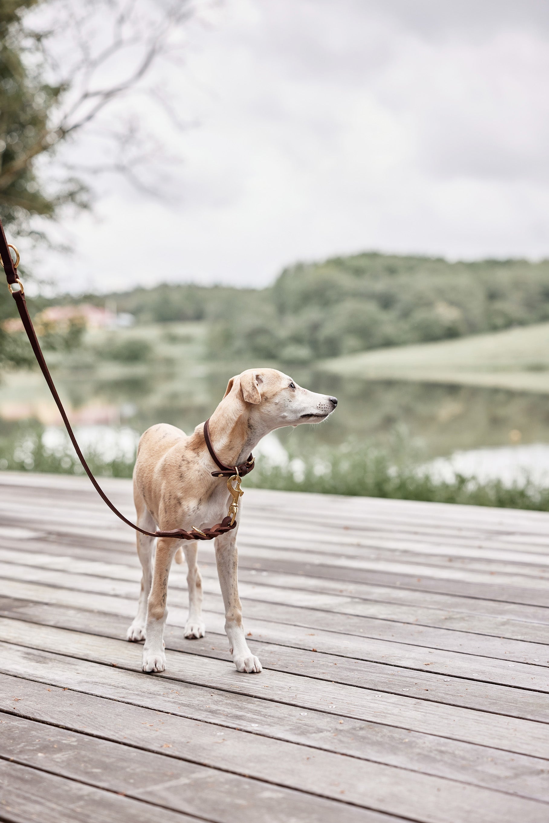 Robin Dog Collar Leather Chocolate Brown