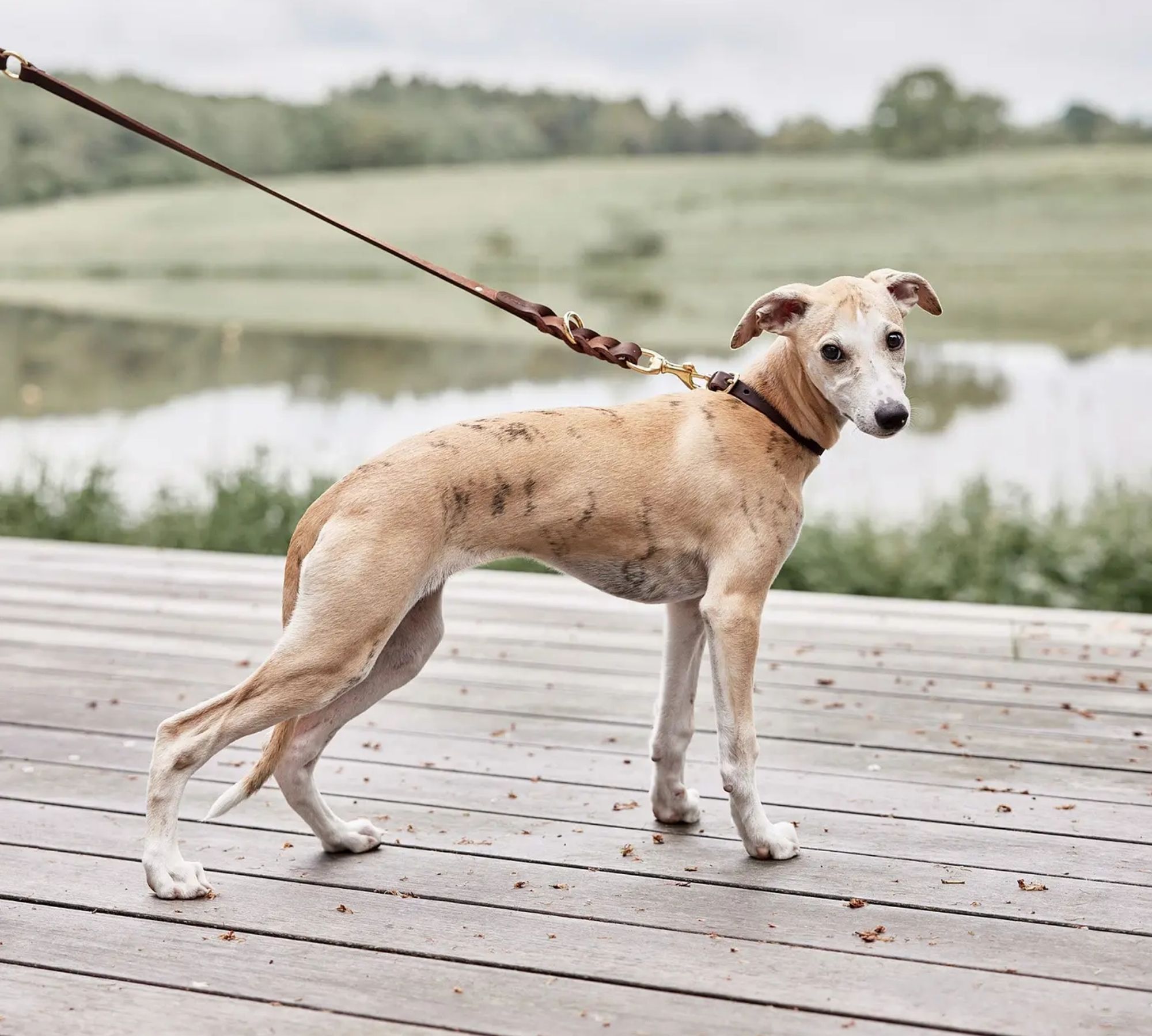 Robin Hundehalsband Leder Schokoladenbraun