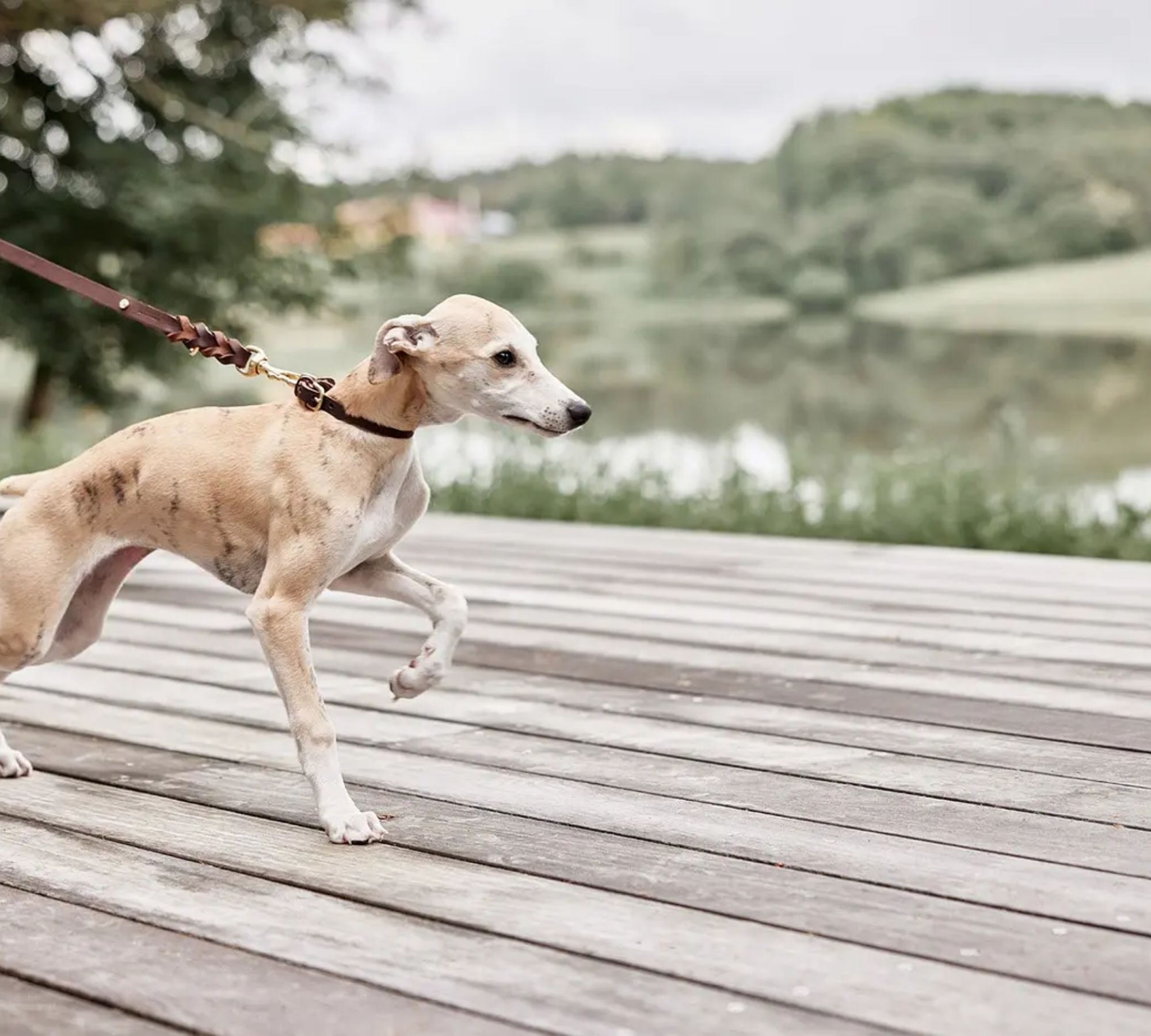 Robin Hundehalsband Leder Schokoladenbraun