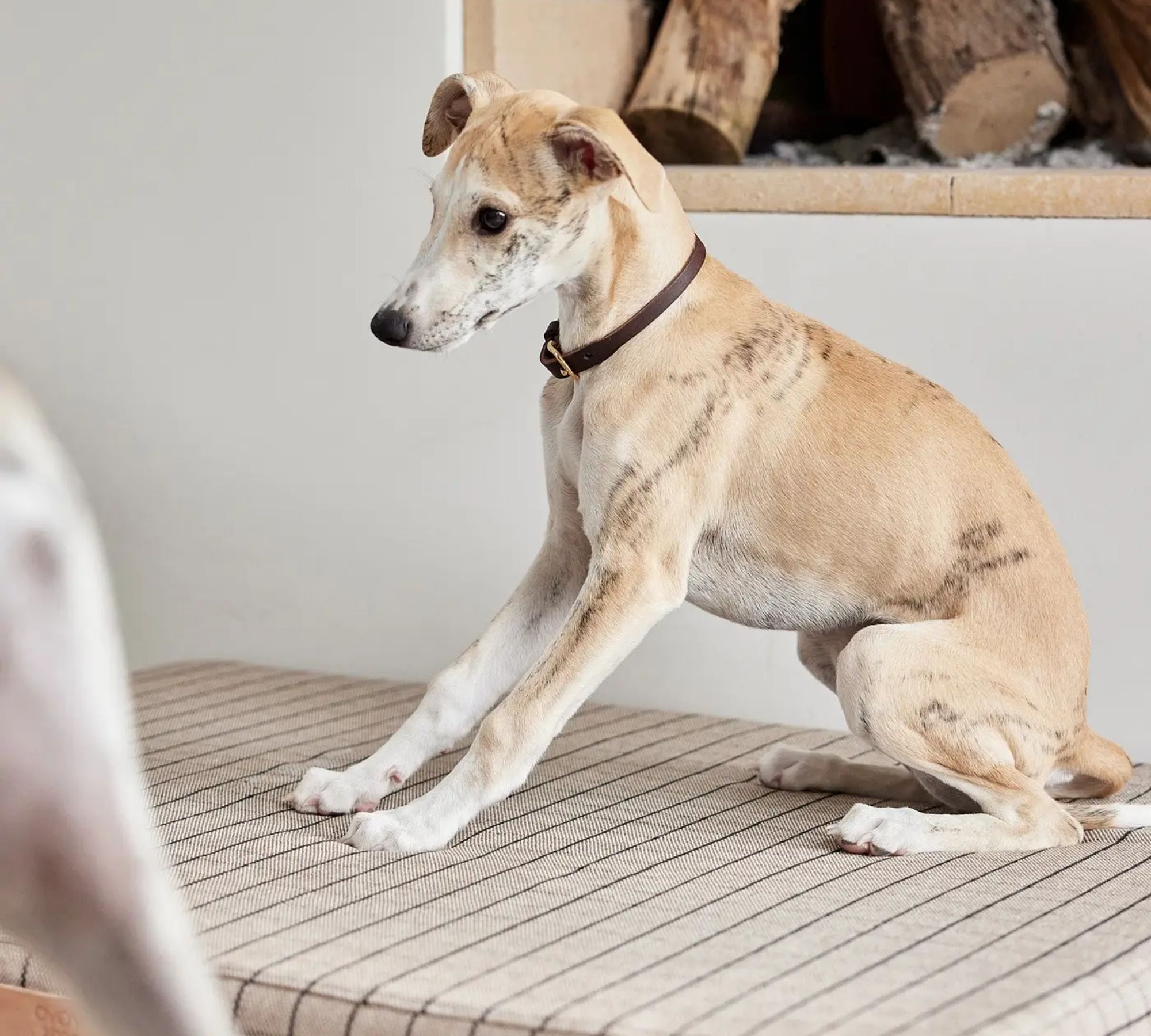 Robin Hundehalsband Leder Schokoladenbraun