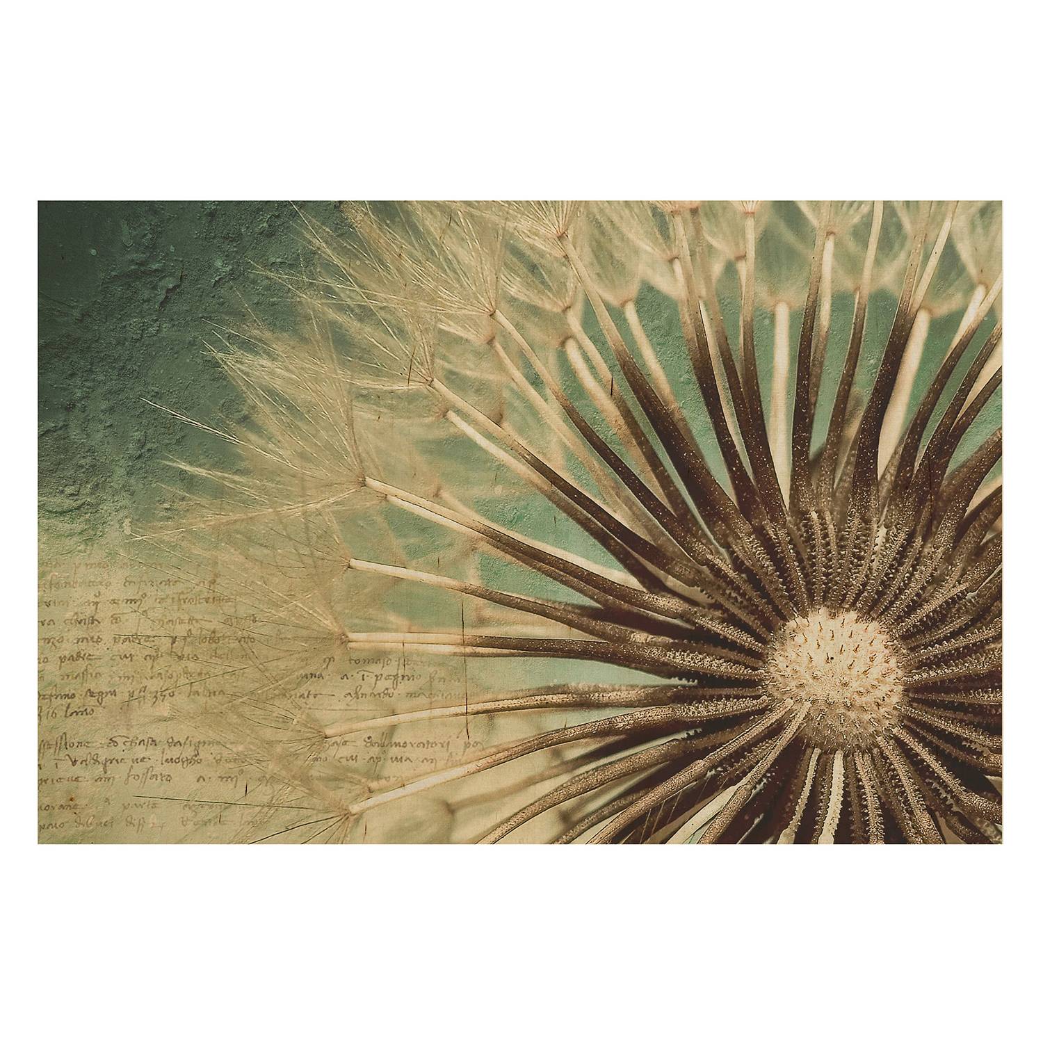 Bild Pusteblume Birke Holzplatte Mehrfarbig