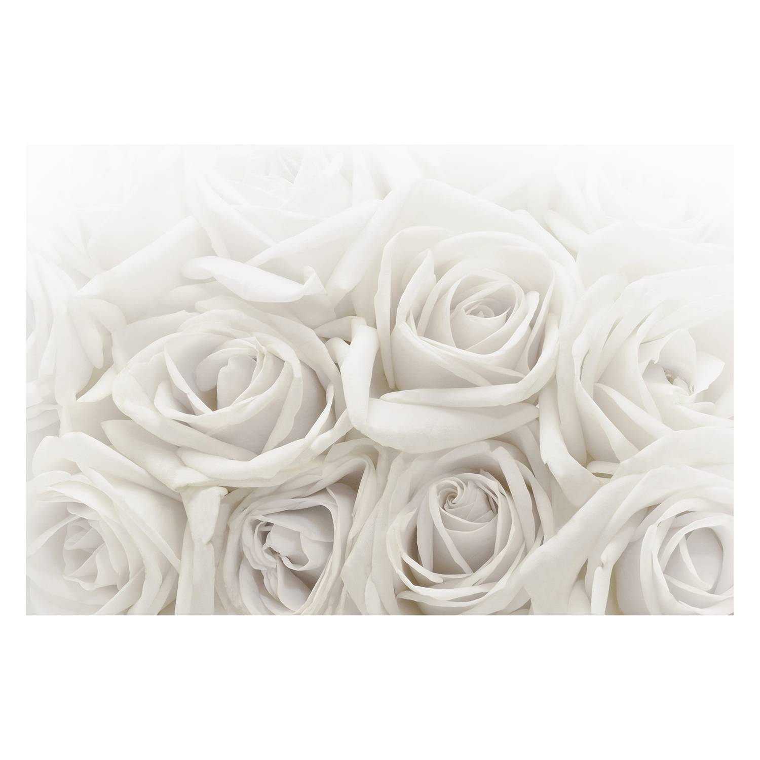 Vliestapete Weiße Rosen Vliespapier Weiß 432 x 290 cm