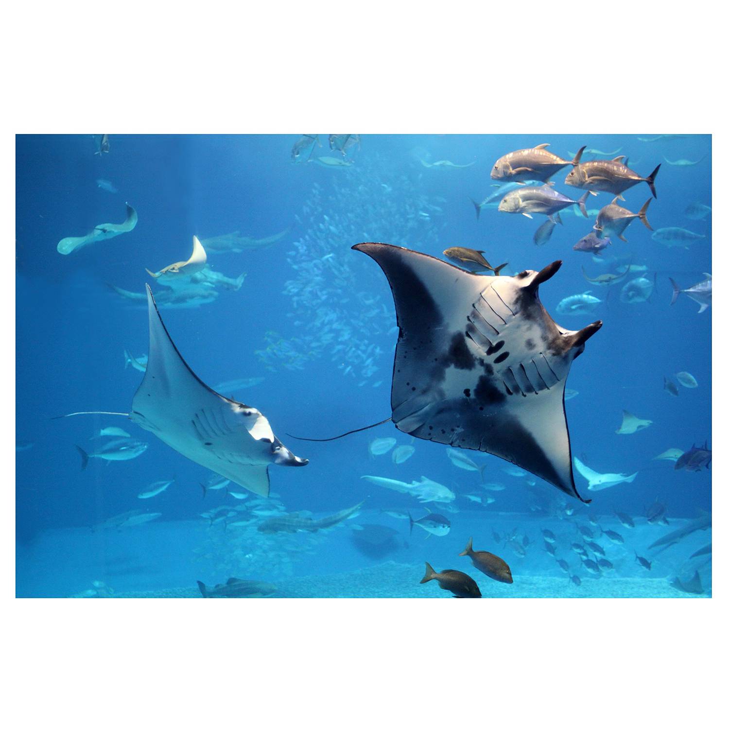 Vliestapete Manta Ray Vliespapier Blau 432 x 290 cm