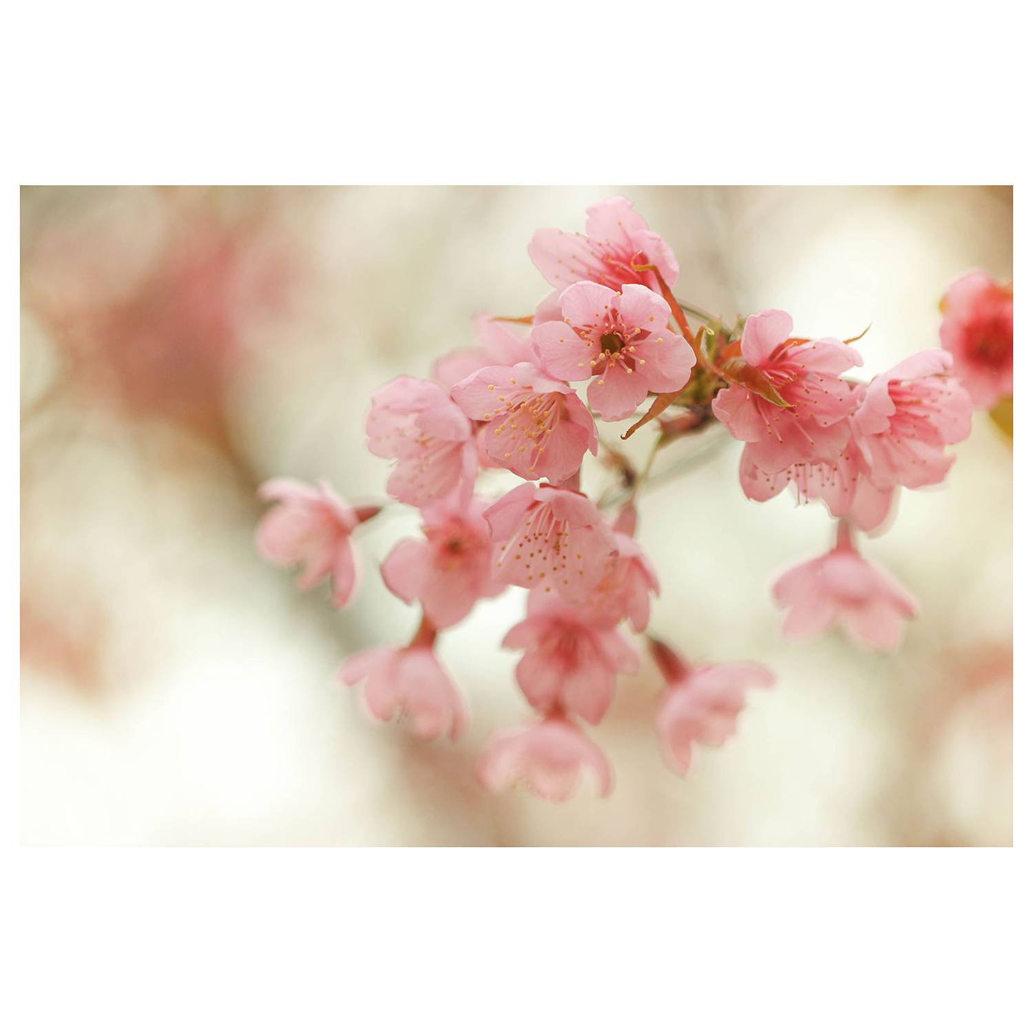 Vliestapete Cherry Blossoms Pink Vlies