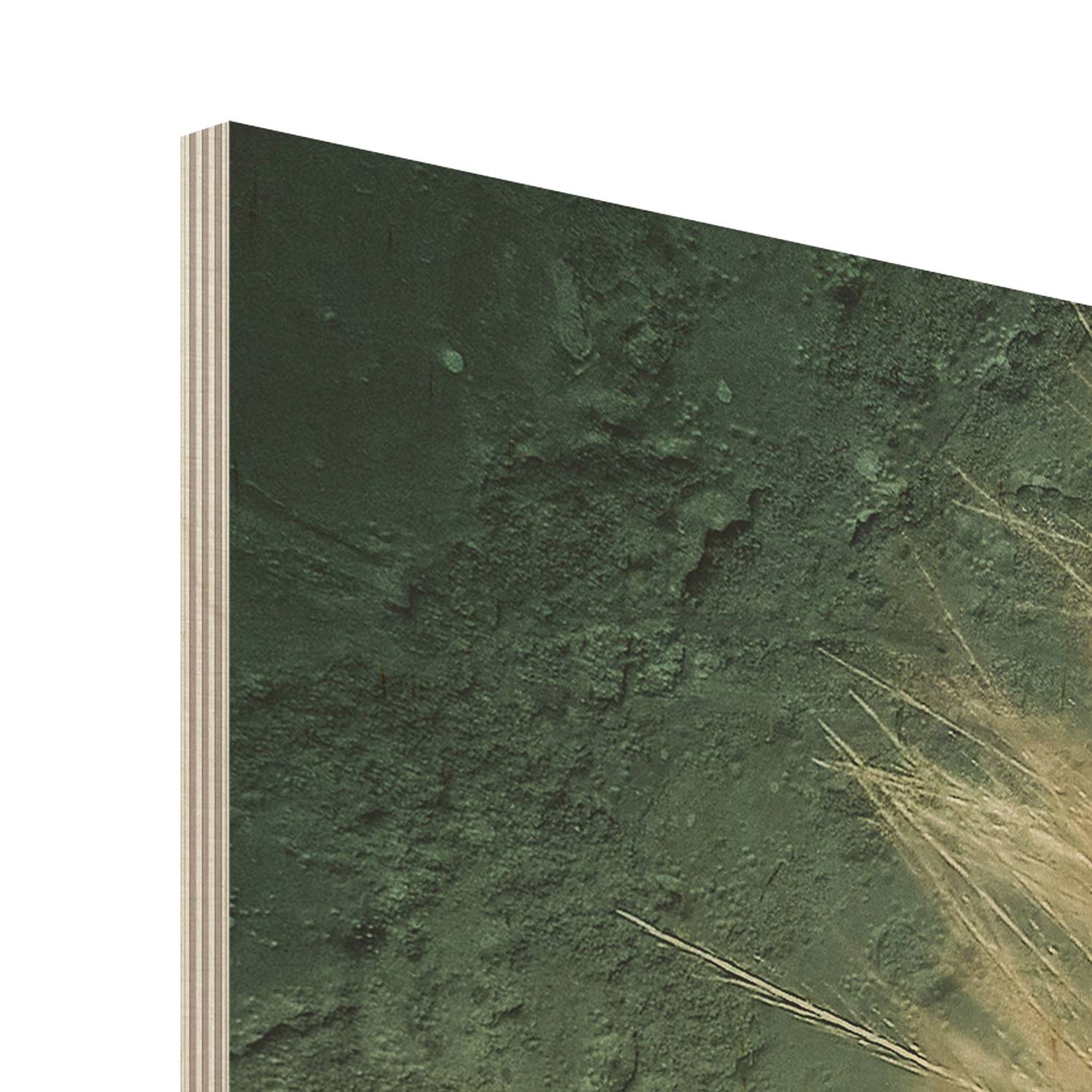 Picture Dandelion Birch Wood Panel Multicolored