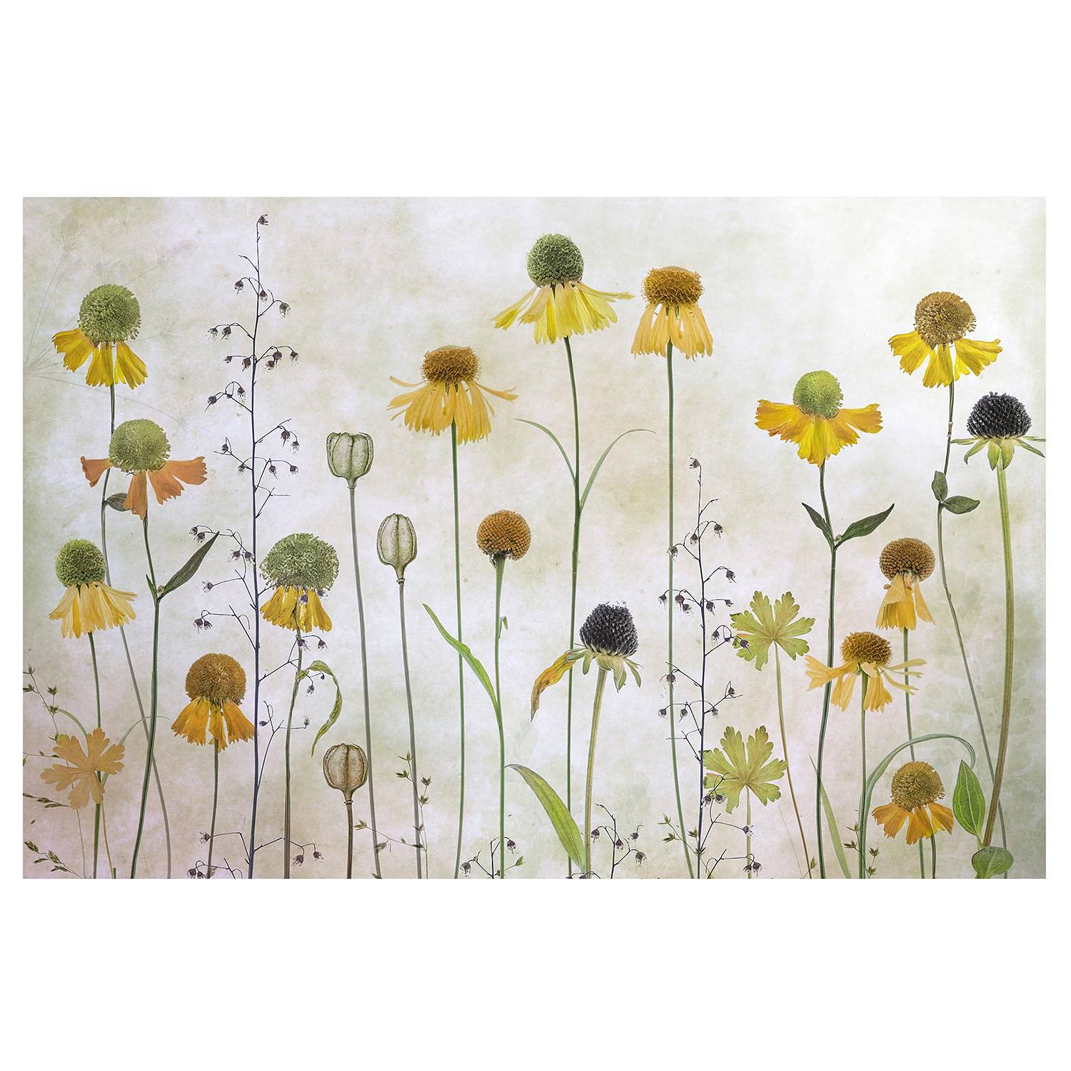 Non-woven wallpaper Delicate Helenium Flowers Beige