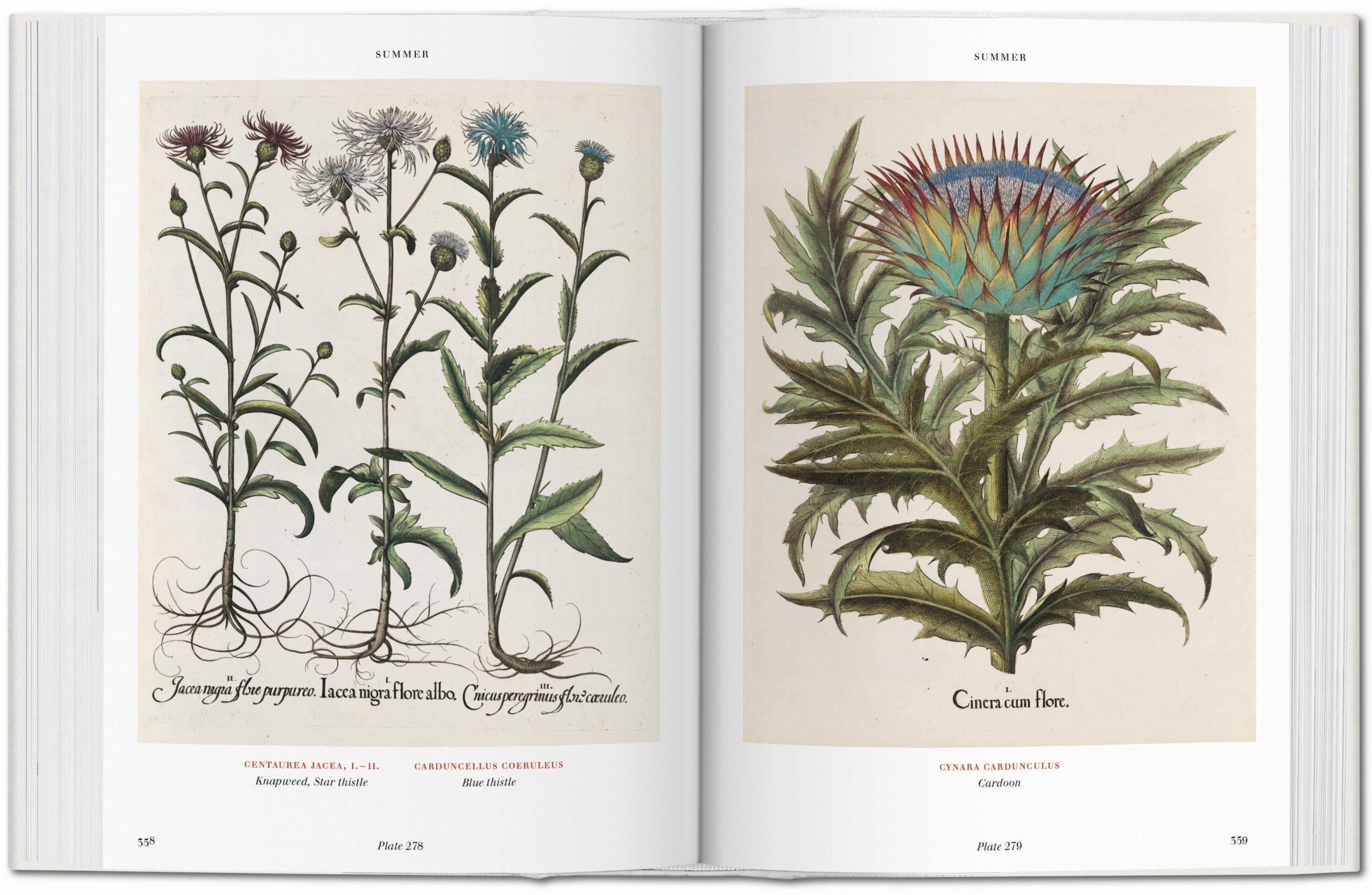 Basilius Besler The Garden of Eichstätt Hortus Eystettensis