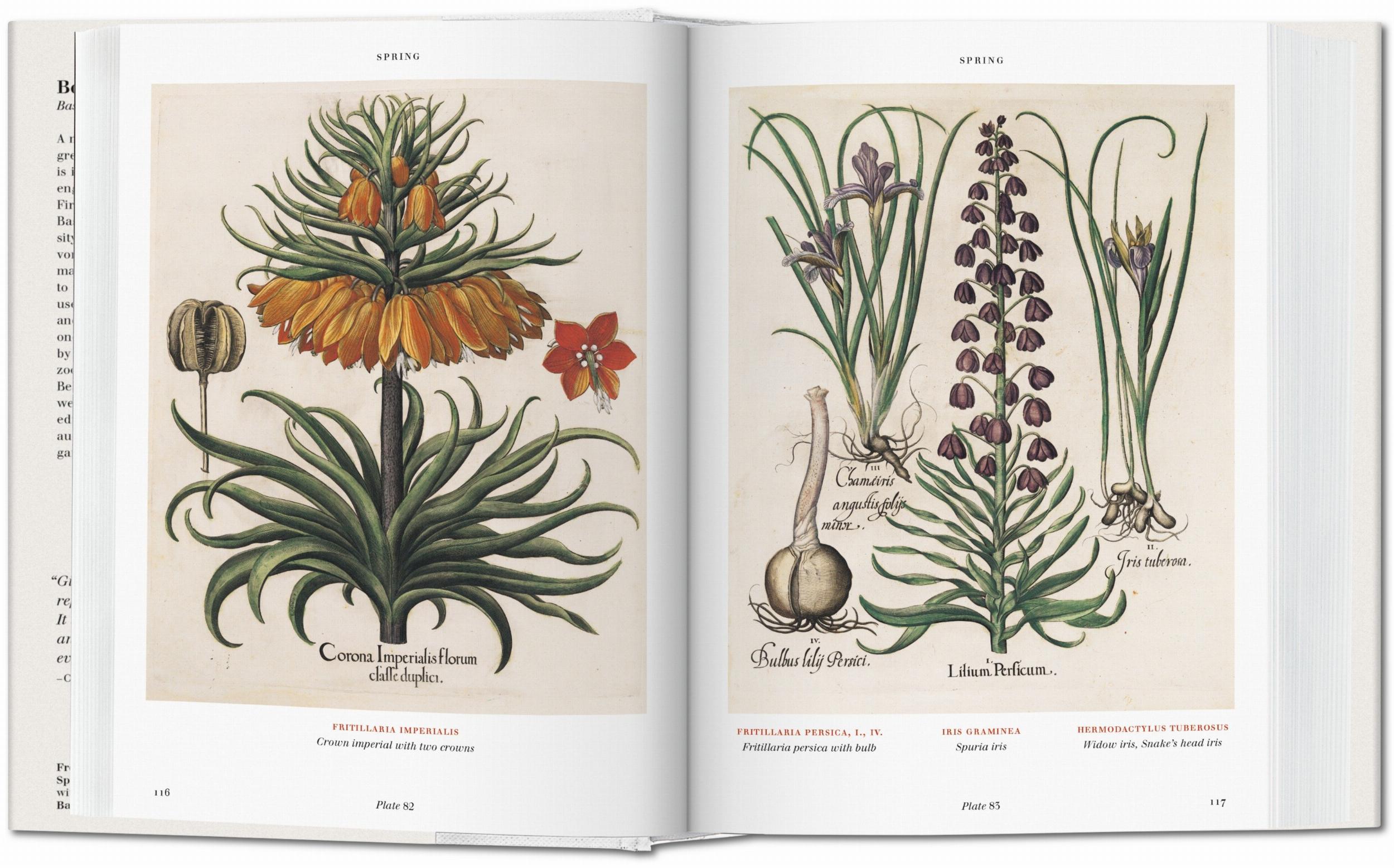 Basilius Besler The Garden of Eichstätt Hortus Eystettensis