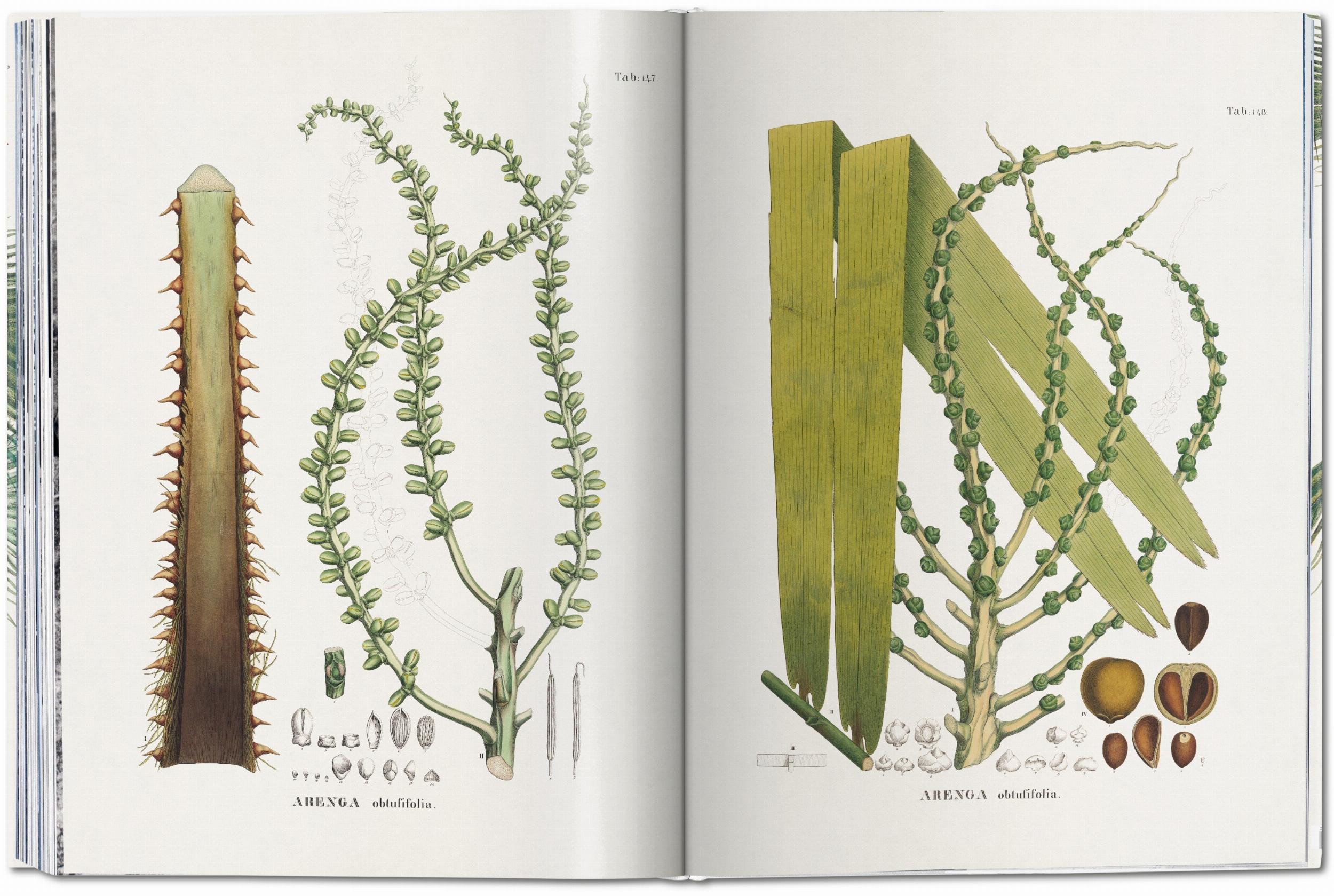 Martius. The Book of Palms