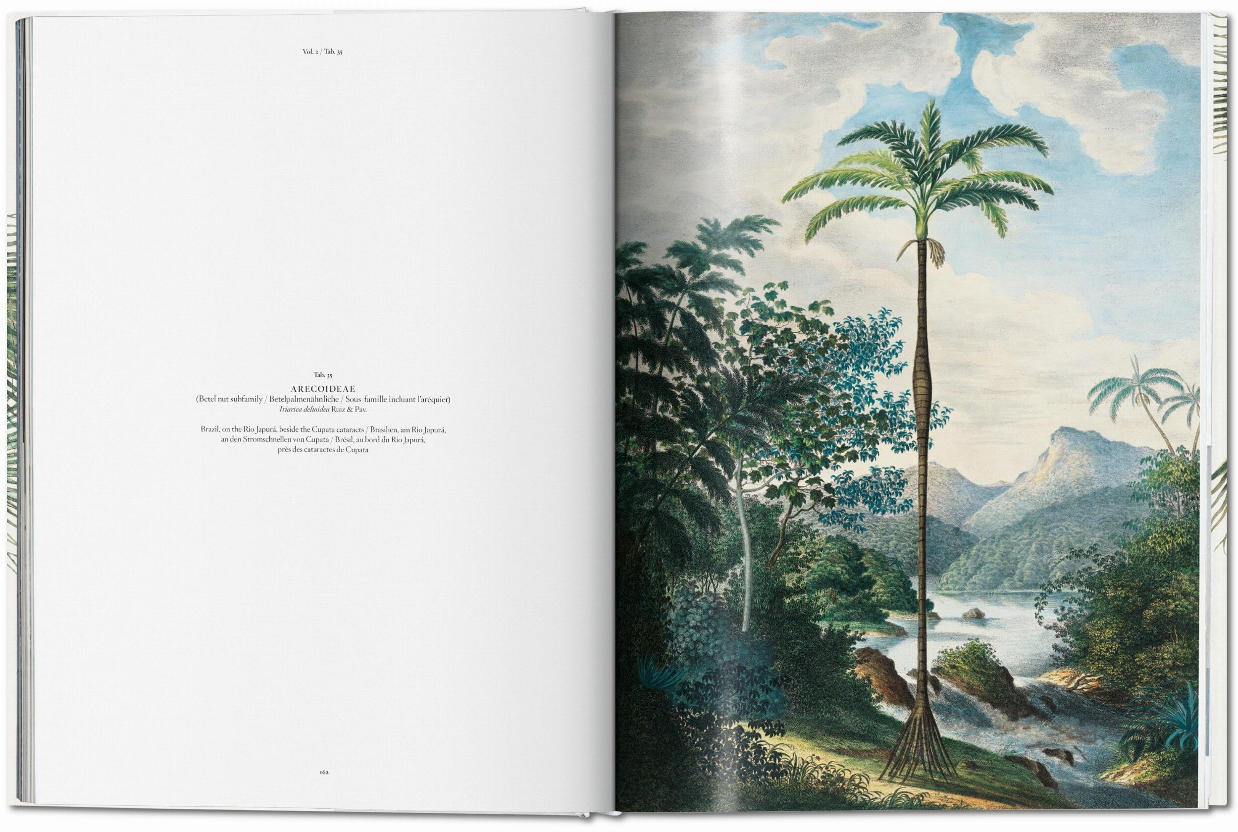 Martius. The Book of Palms