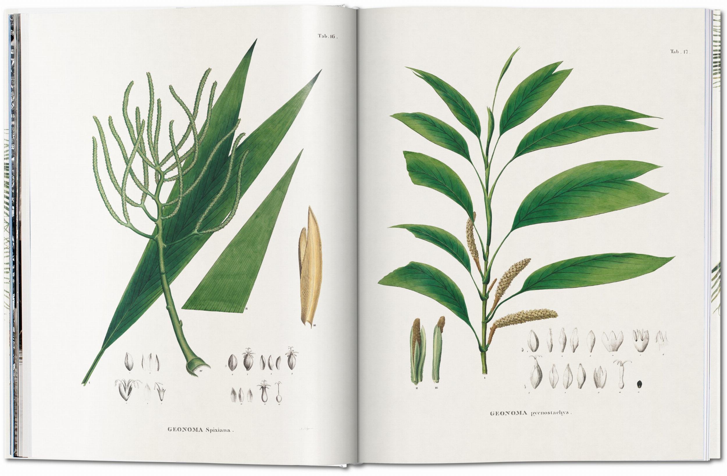 Martius. The Book of Palms