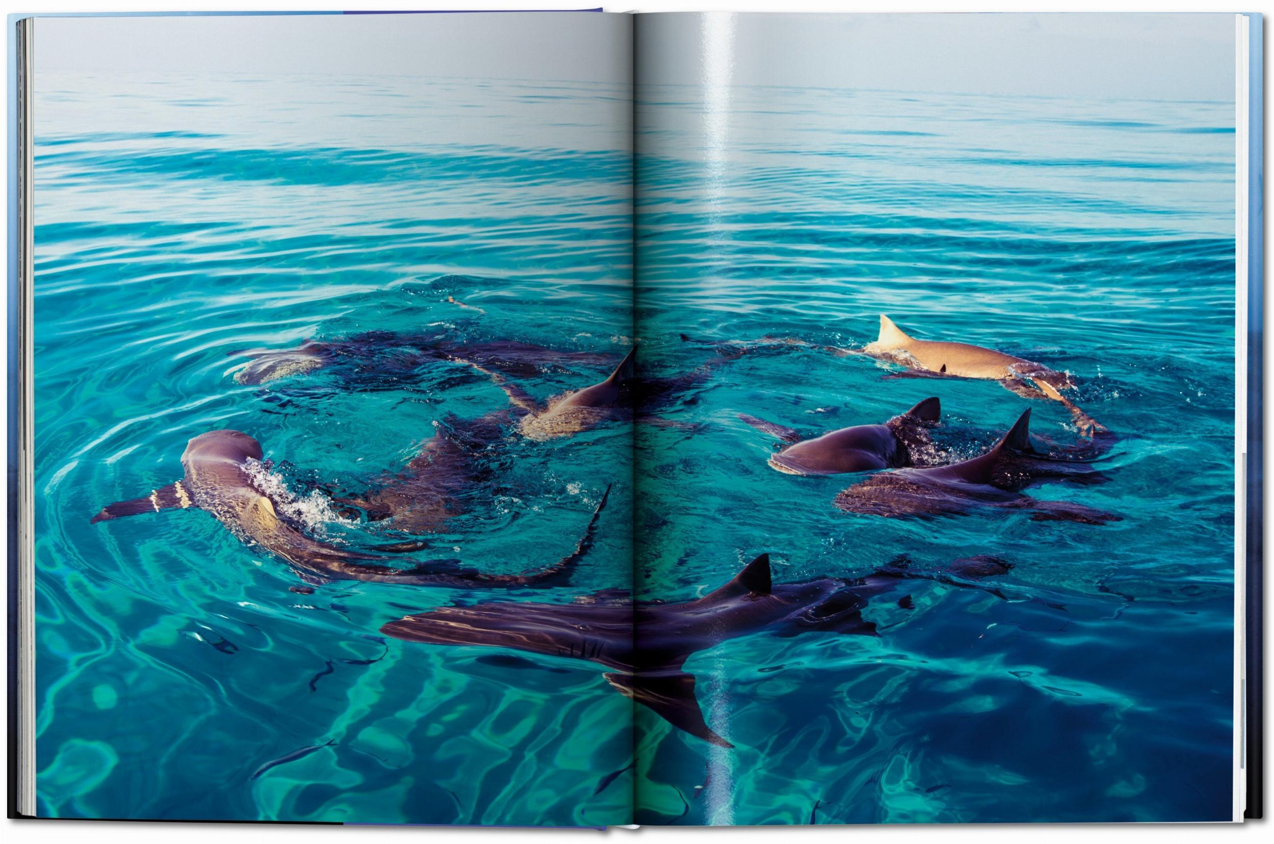 Michael Muller. Sharks