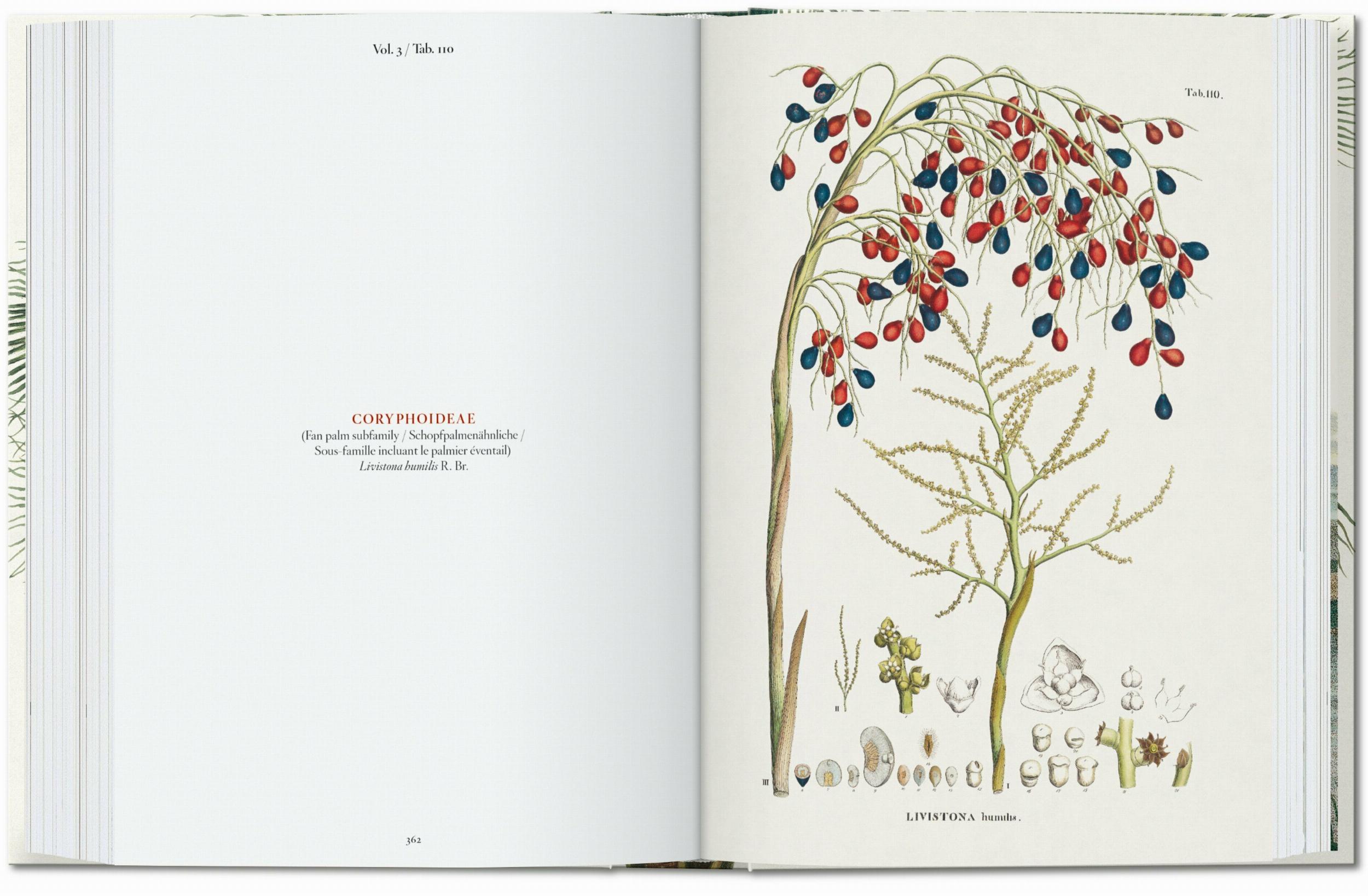 Martius. The Book of Palms. 45th Ed.