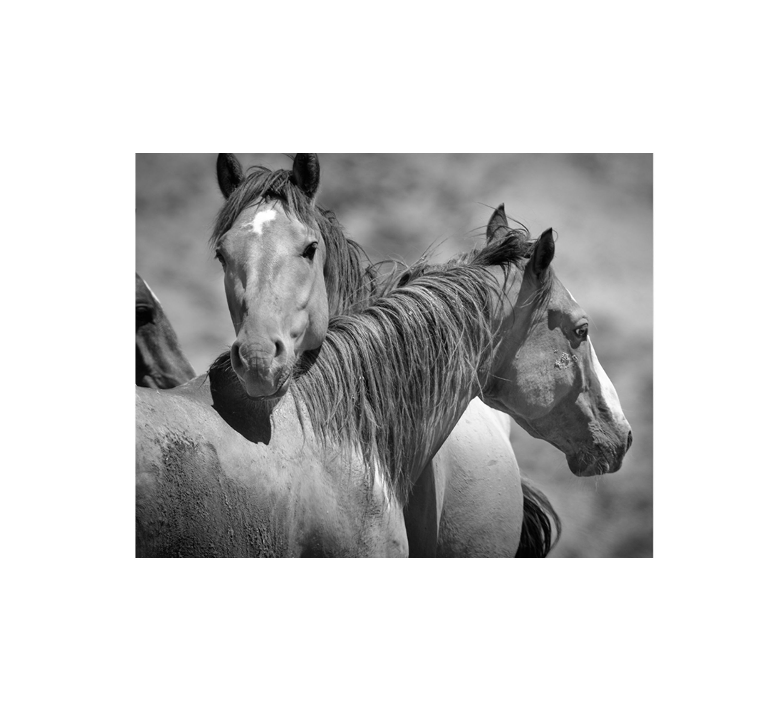 Wild Horses Art Print with Frame Black and White