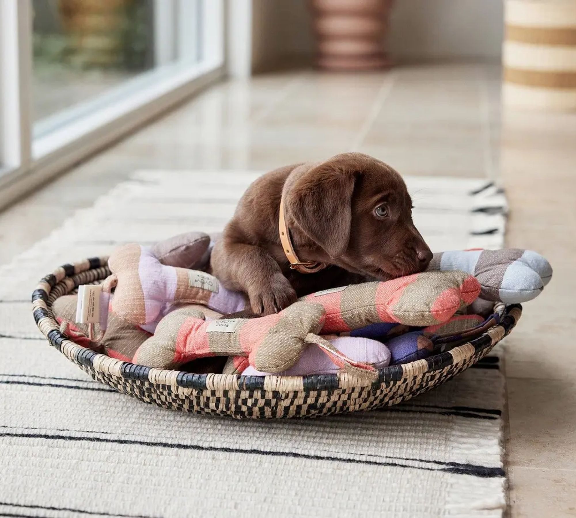 Ashi Hundespielzeug Polyester Recycelt Mehrfarbig