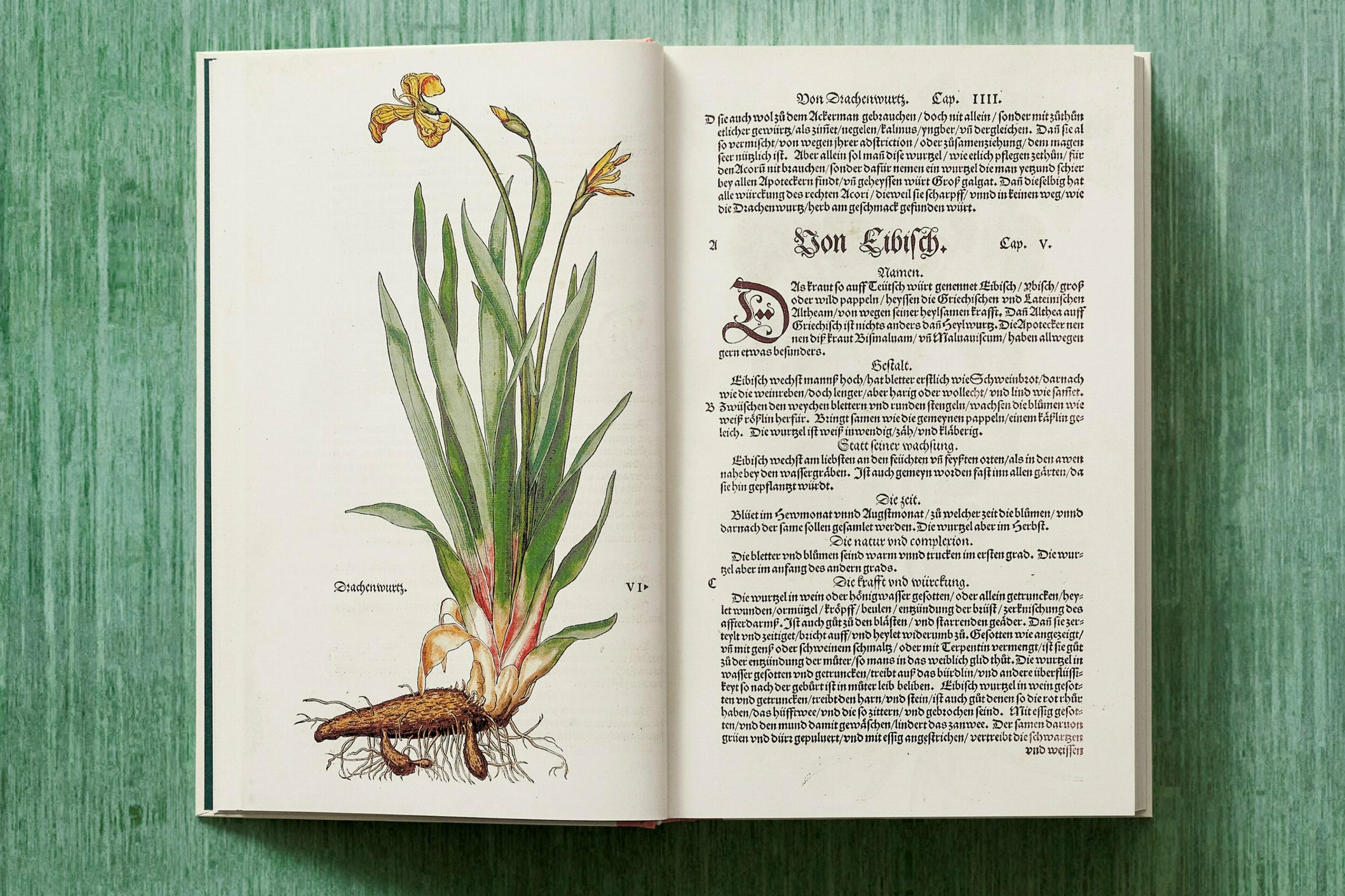Leonhart Fuchs. Das New Kreüterbuch