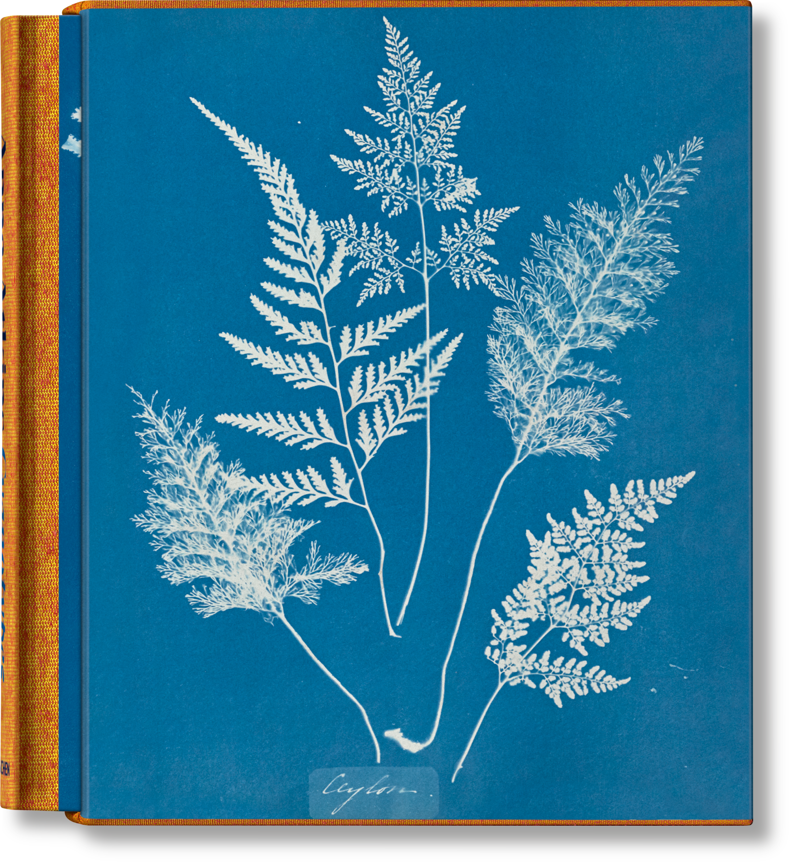 Anna Atkins. Cyanotypes