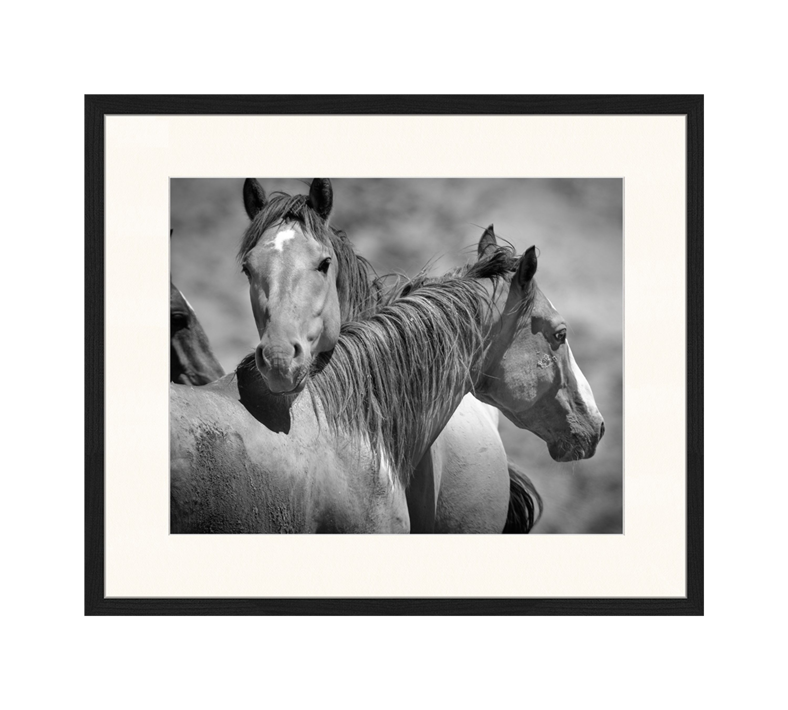Wild Horses Art Print with Frame Black and White