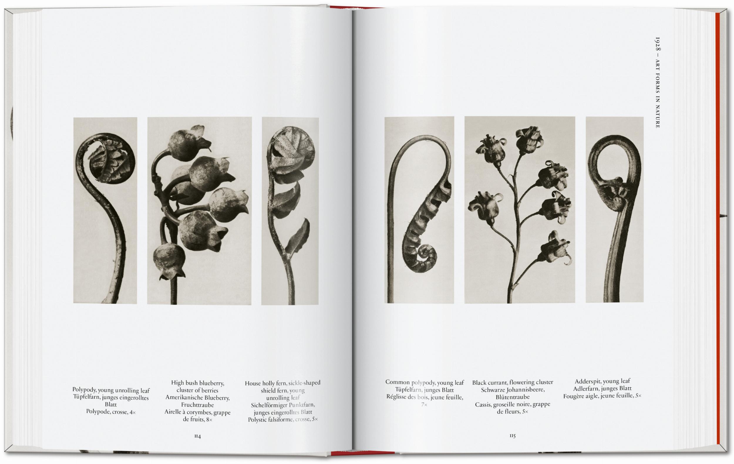 Karl Blossfeldt. The Complete Published Work. 45th Ed.