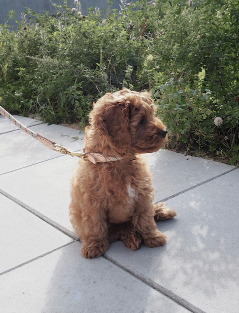 Perry Hundehalsband Medium Karamell