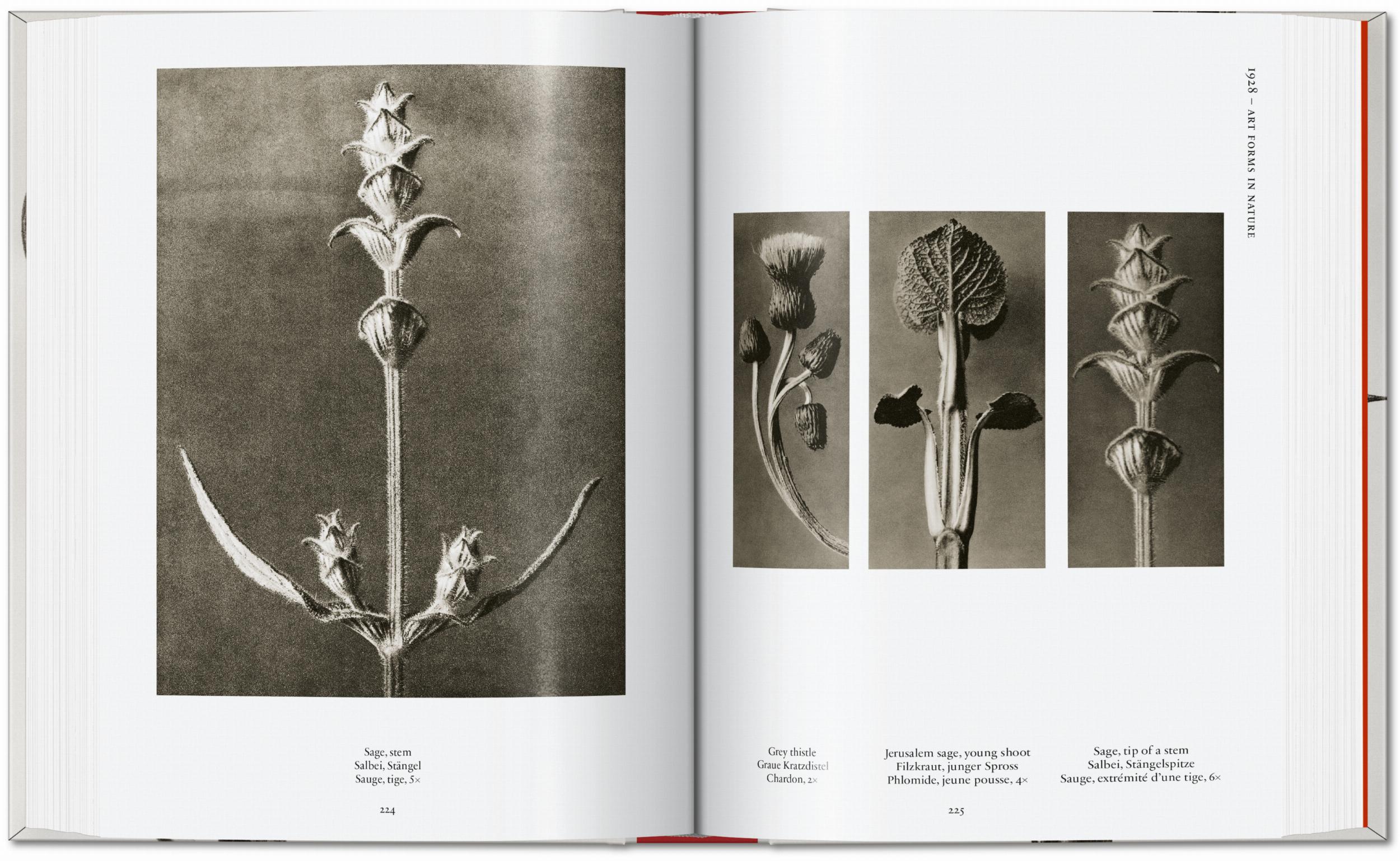 Karl Blossfeldt. The Complete Published Work. 45th Ed.
