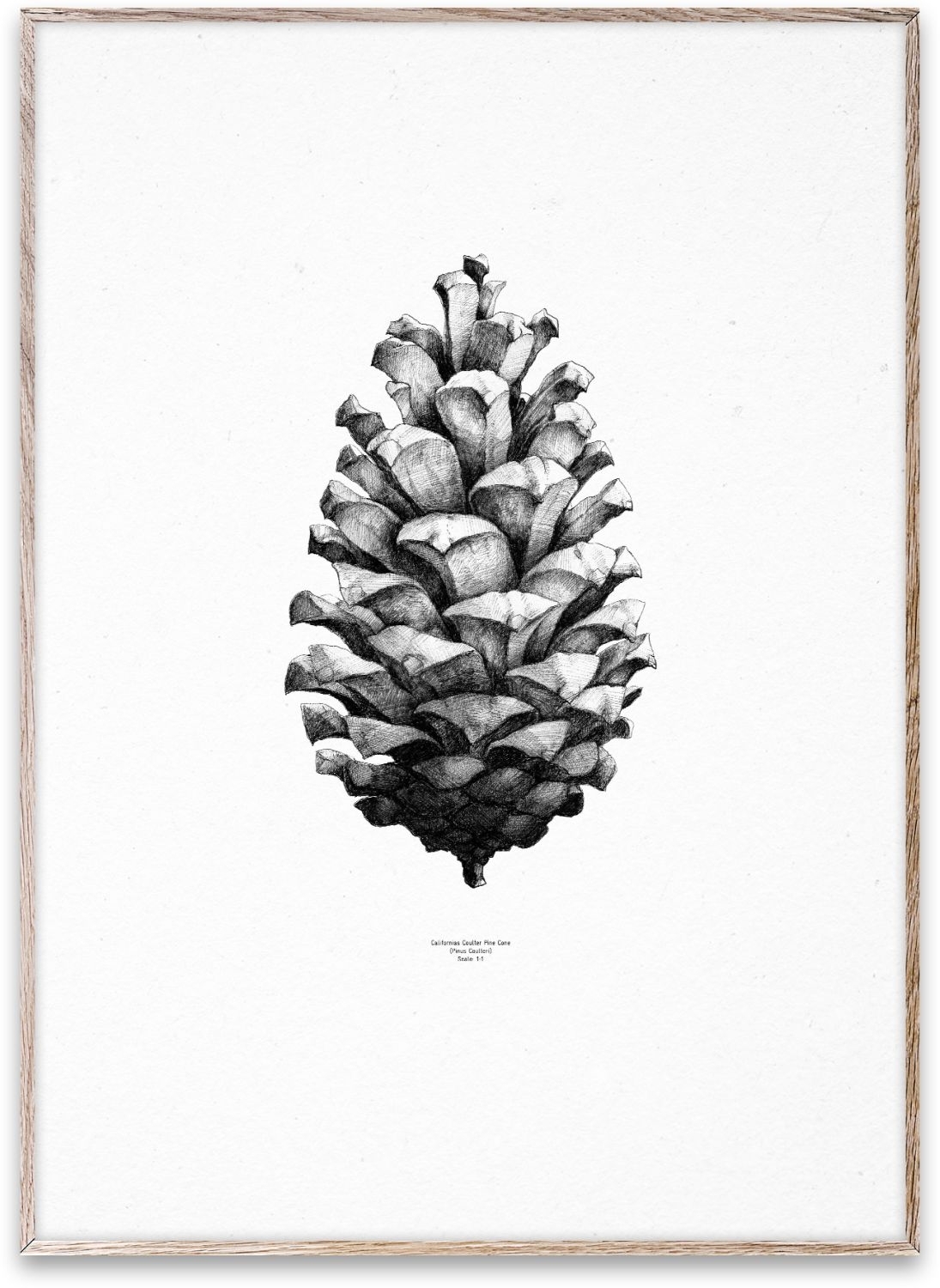 1:1 Pine Cone Poster Weiß