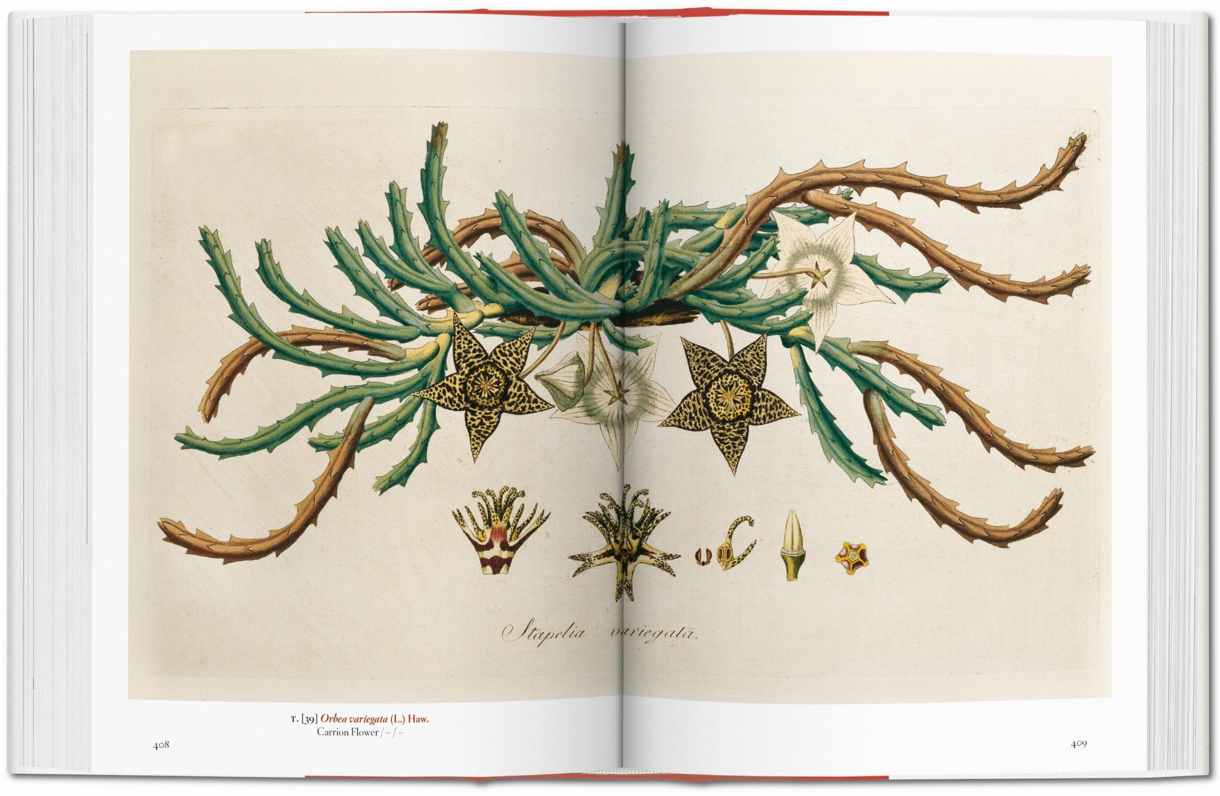 A Garden Eden. Masterpieces of Botanical Illustration.