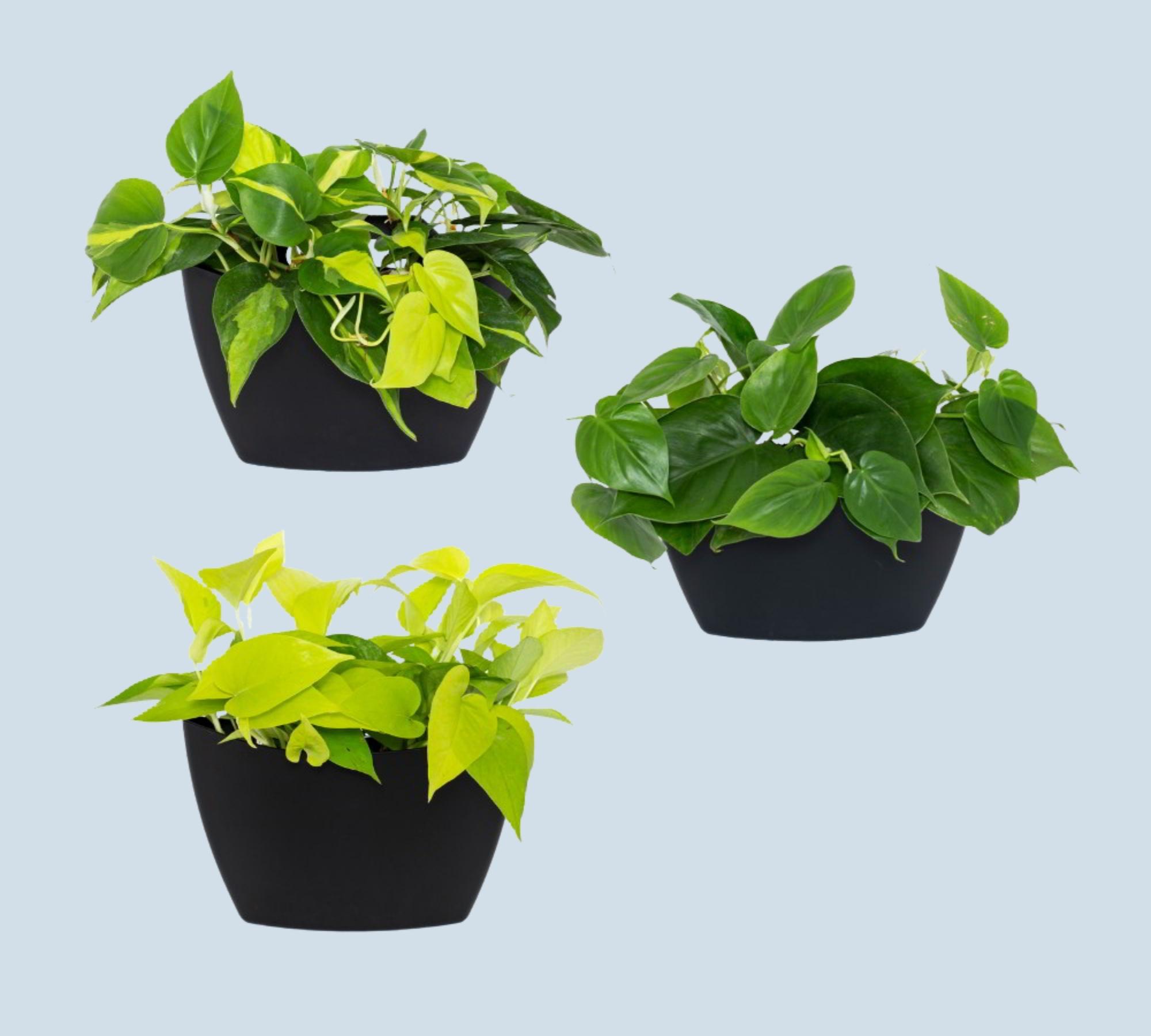 3x Wall Flower Pot Black