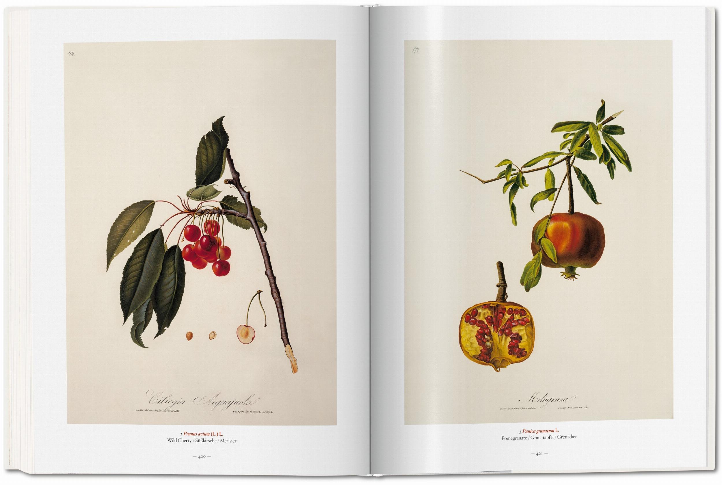 A Garden Eden. Masterpieces of Botanical Illustration