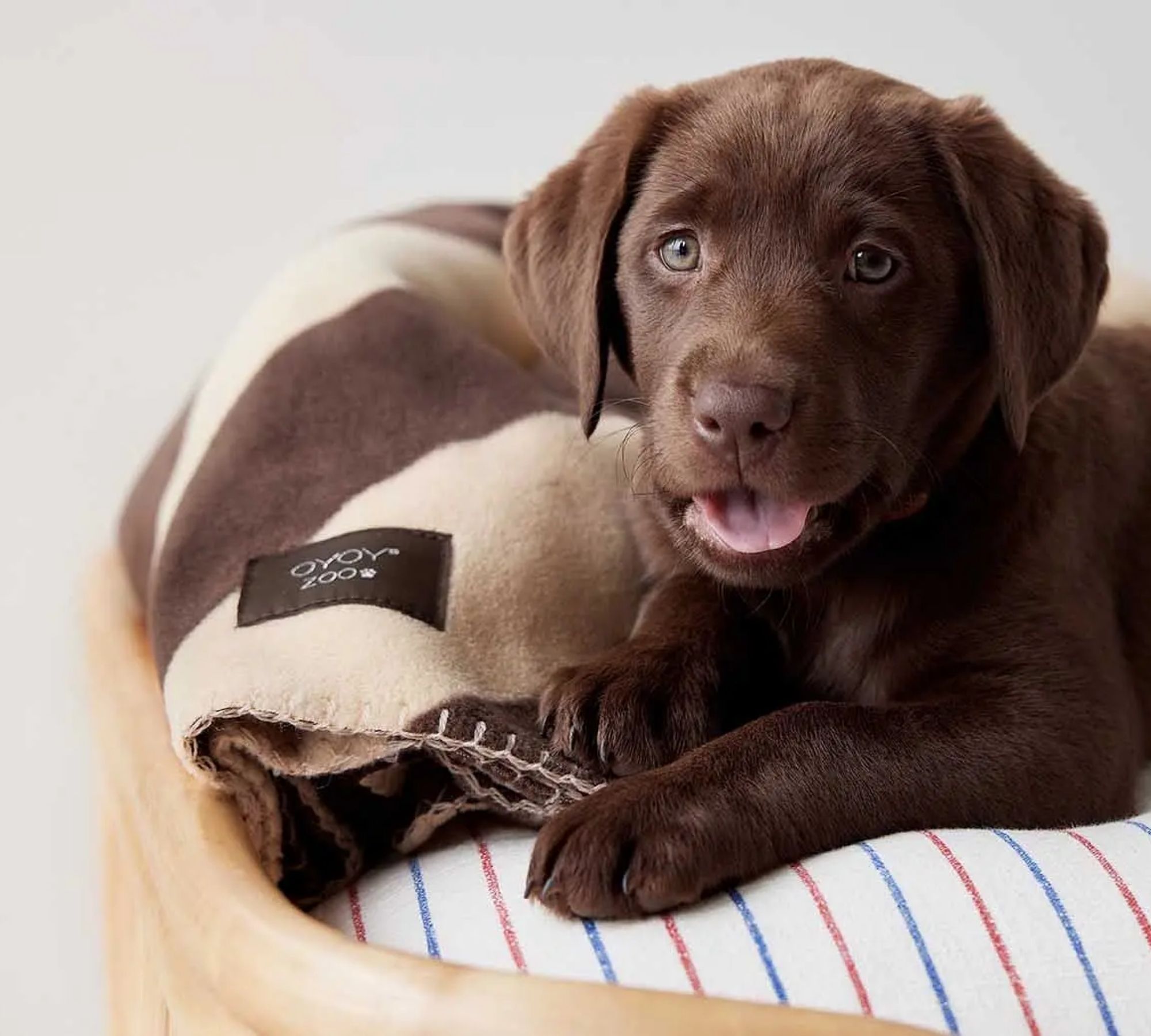 Kaya Hundedecke Groß Polyester Grau