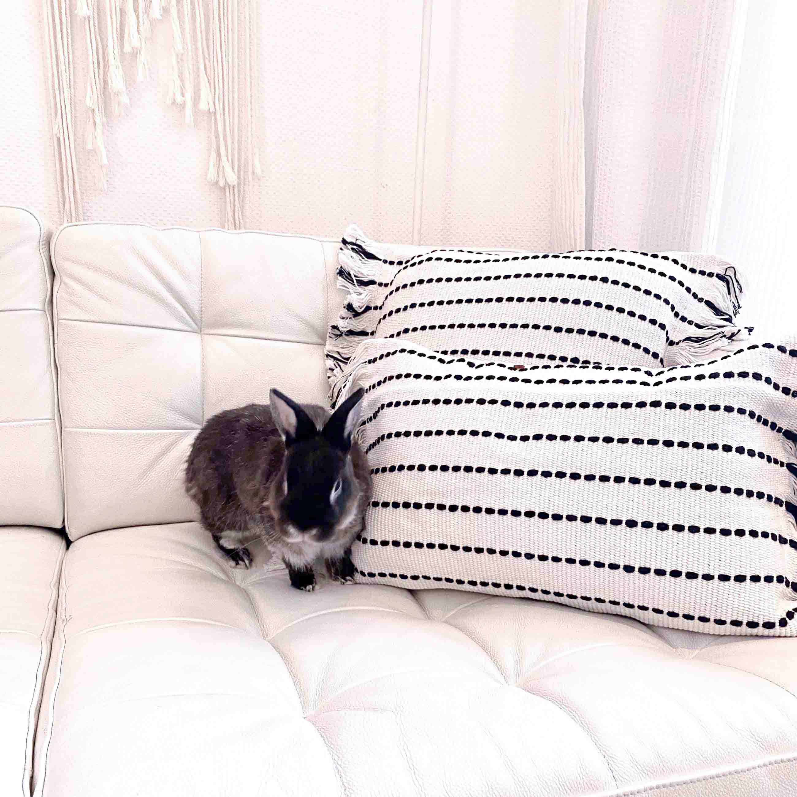 Lands & Pits Cushion Cover Cotton Natural