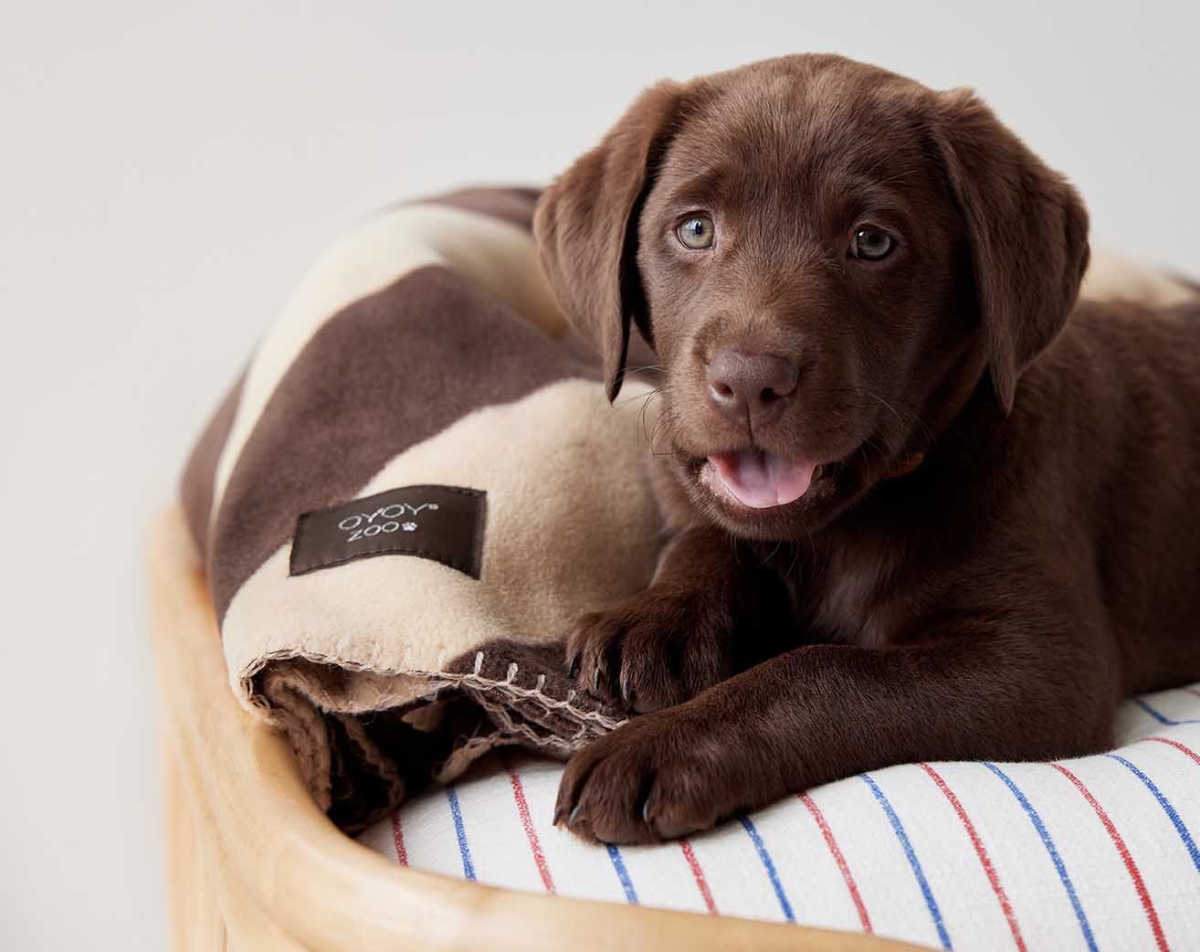 Kaya Hundedecke Groß Polyester Grau