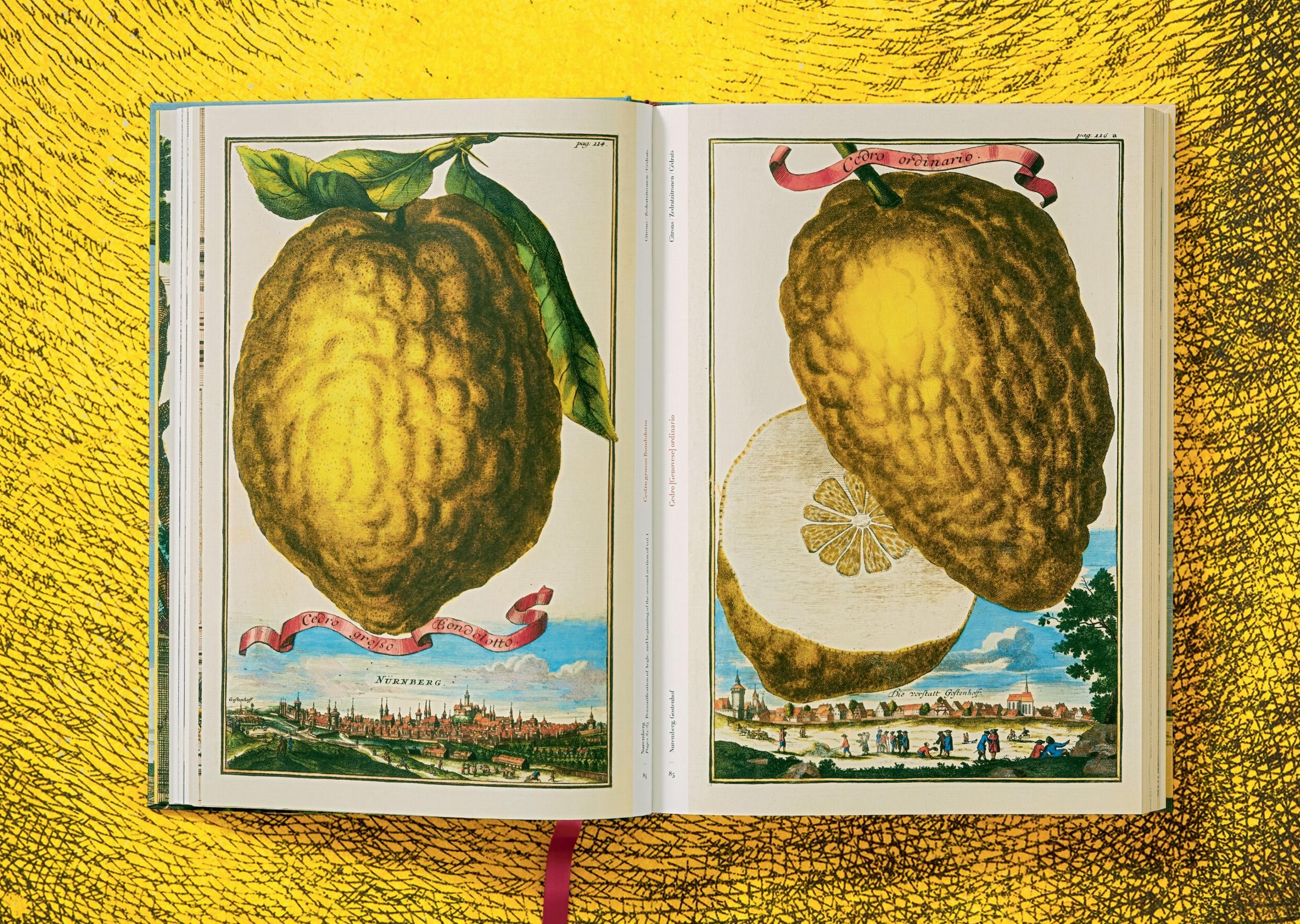 J. C. Volkamer. The Book of Citrus Fruits