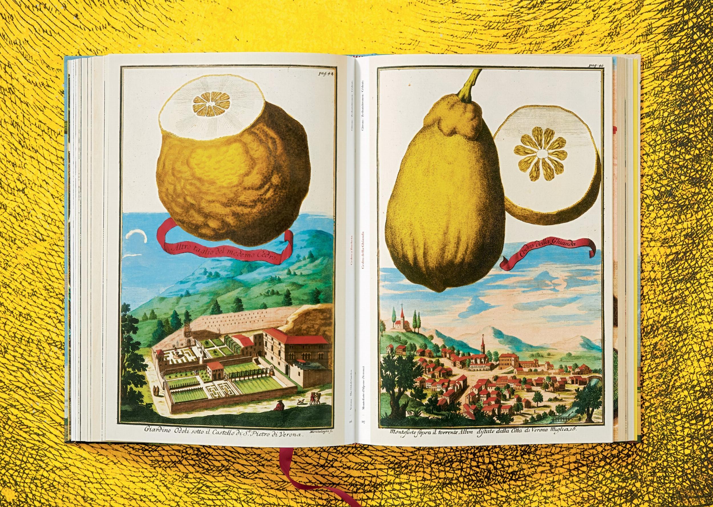 J. C. Volkamer. The Book of Citrus Fruits