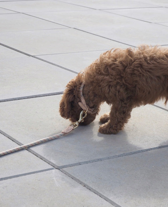 Perry Hundehalsband Medium Karamell