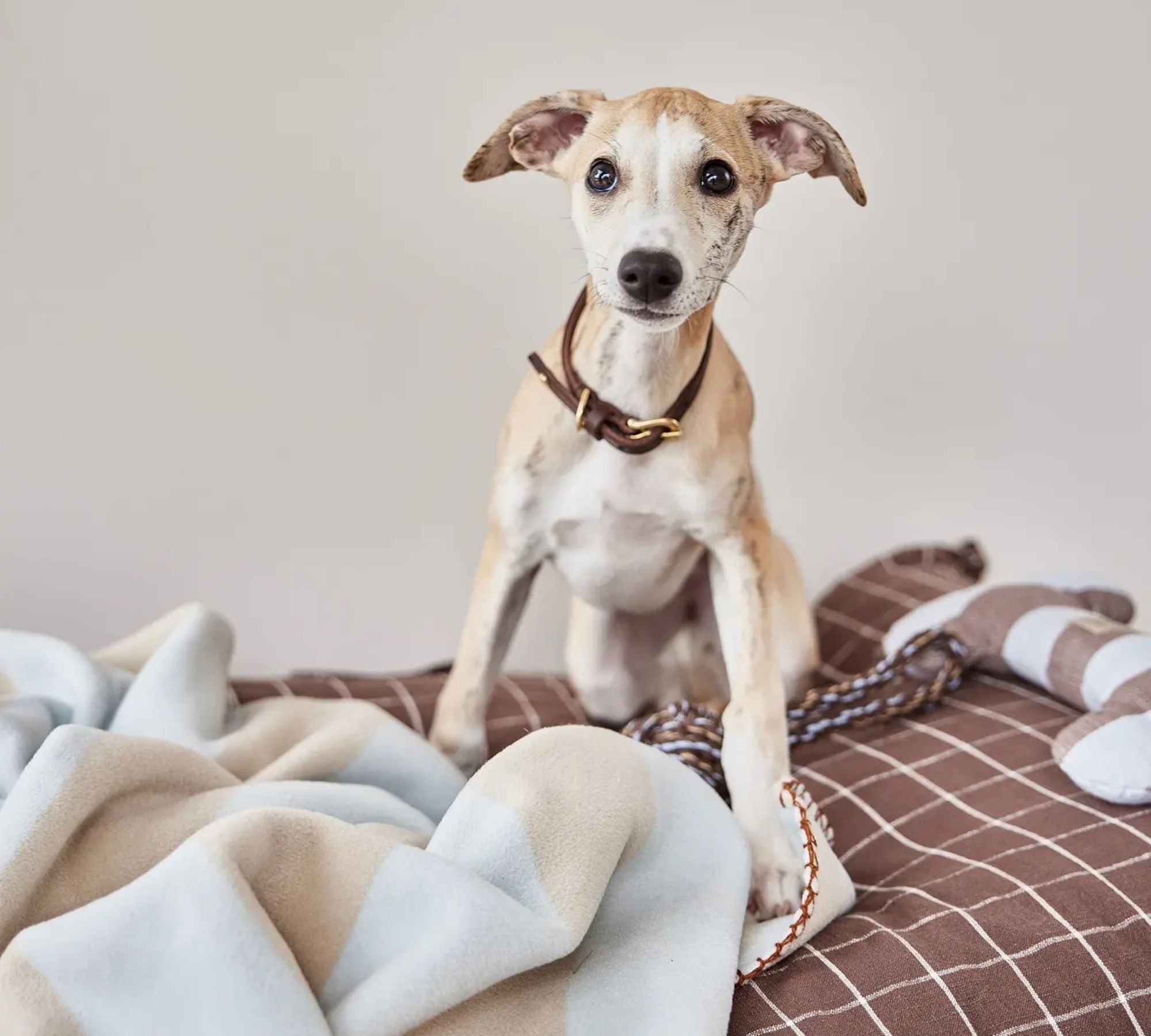 Kaya Hundedecke Groß Creme