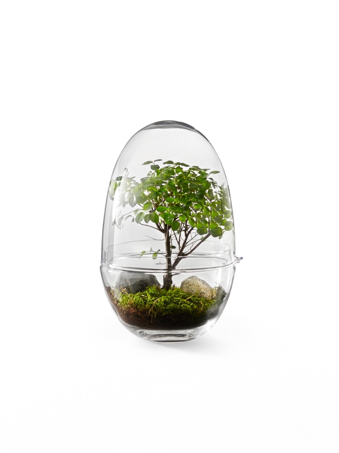 Grow Gewächshaus- Xl Transparent