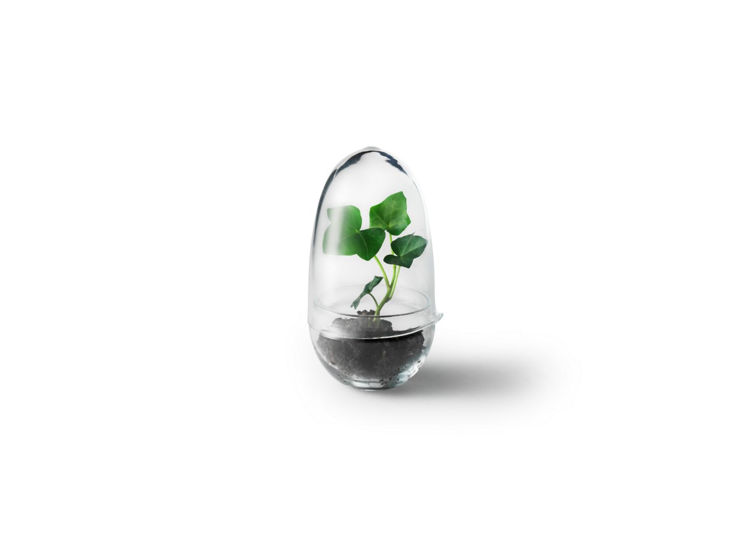 Grow Gewächshaus- Klein Transparent