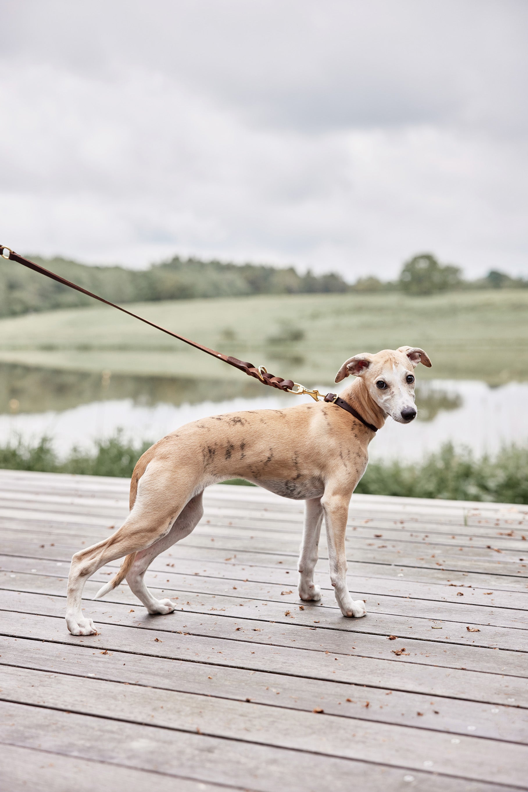 Robin Hundehalsband Leder Braun