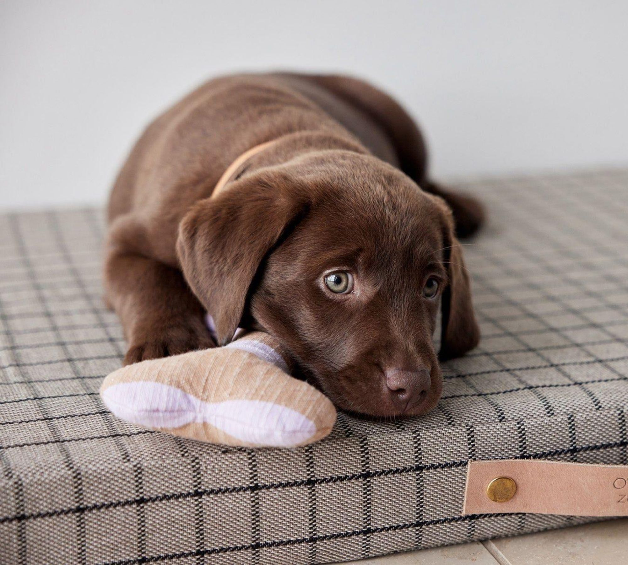 Ashi Hundespielzeug Polyester Recycelt Mehrfarbig