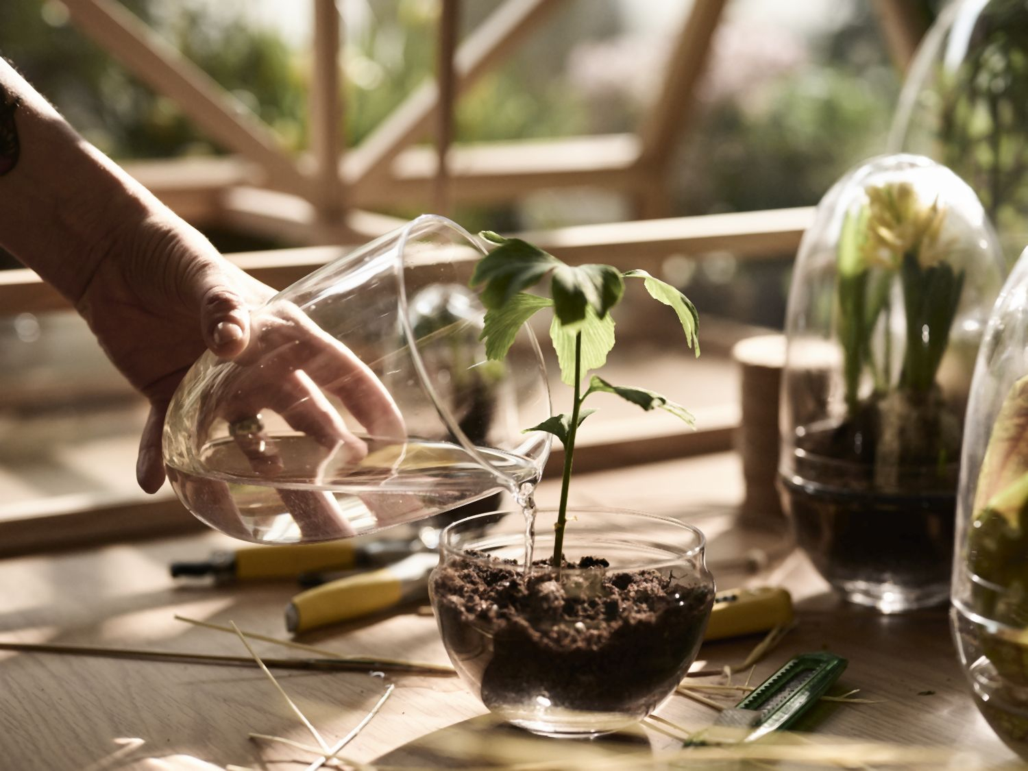 Grow Gewächshaus- Xl Transparent