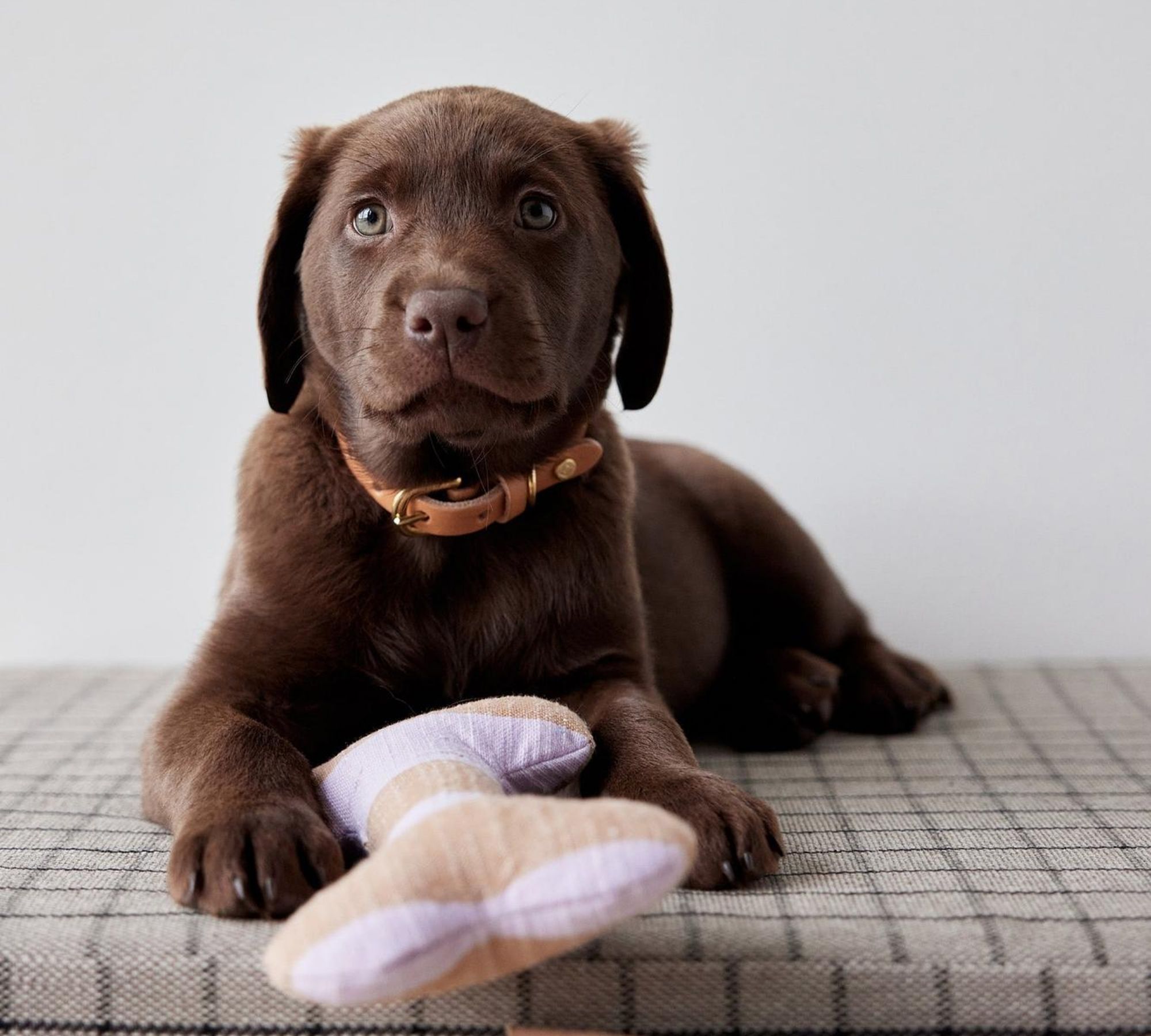 Ashi Hundespielzeug Polyester Recycelt Mehrfarbig