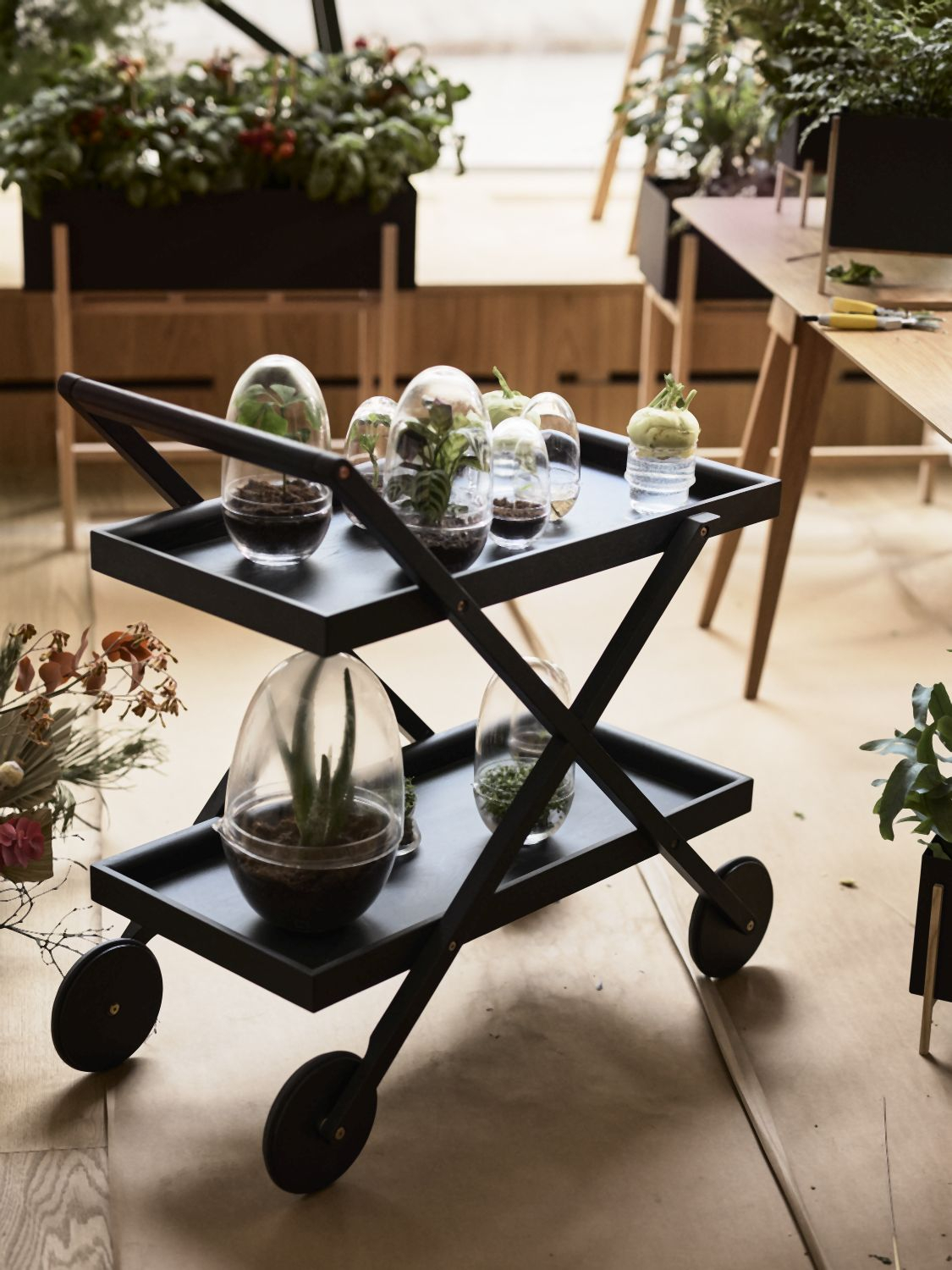 Grow Gewächshaus- Xl Transparent