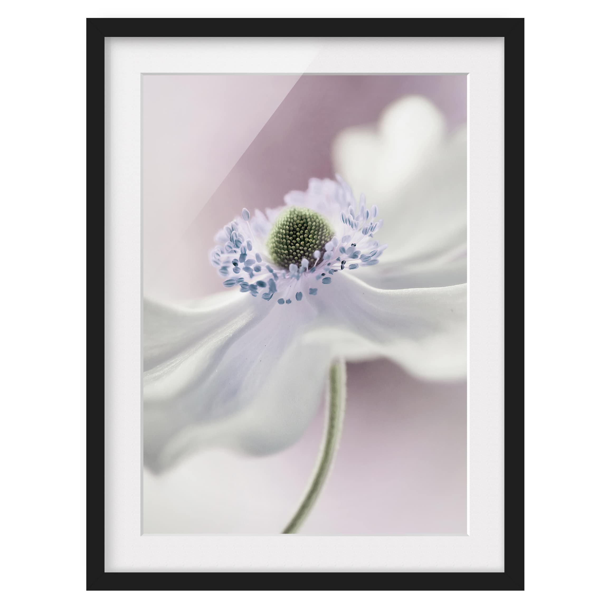 Bild Anemonenbrise I Kiefer teilmassiv Schwarz 30 x 40 cm