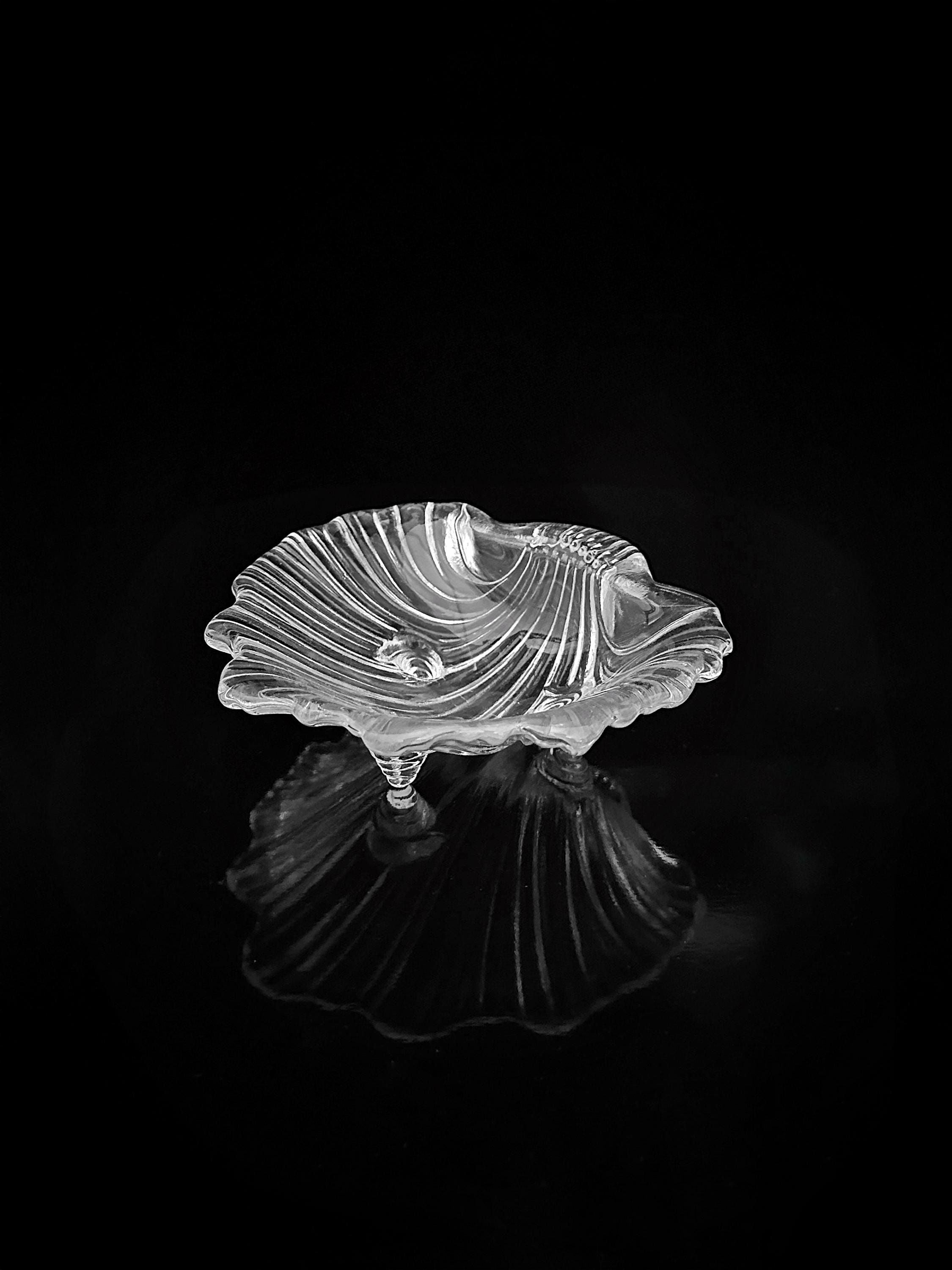 Muschel Schale Glas