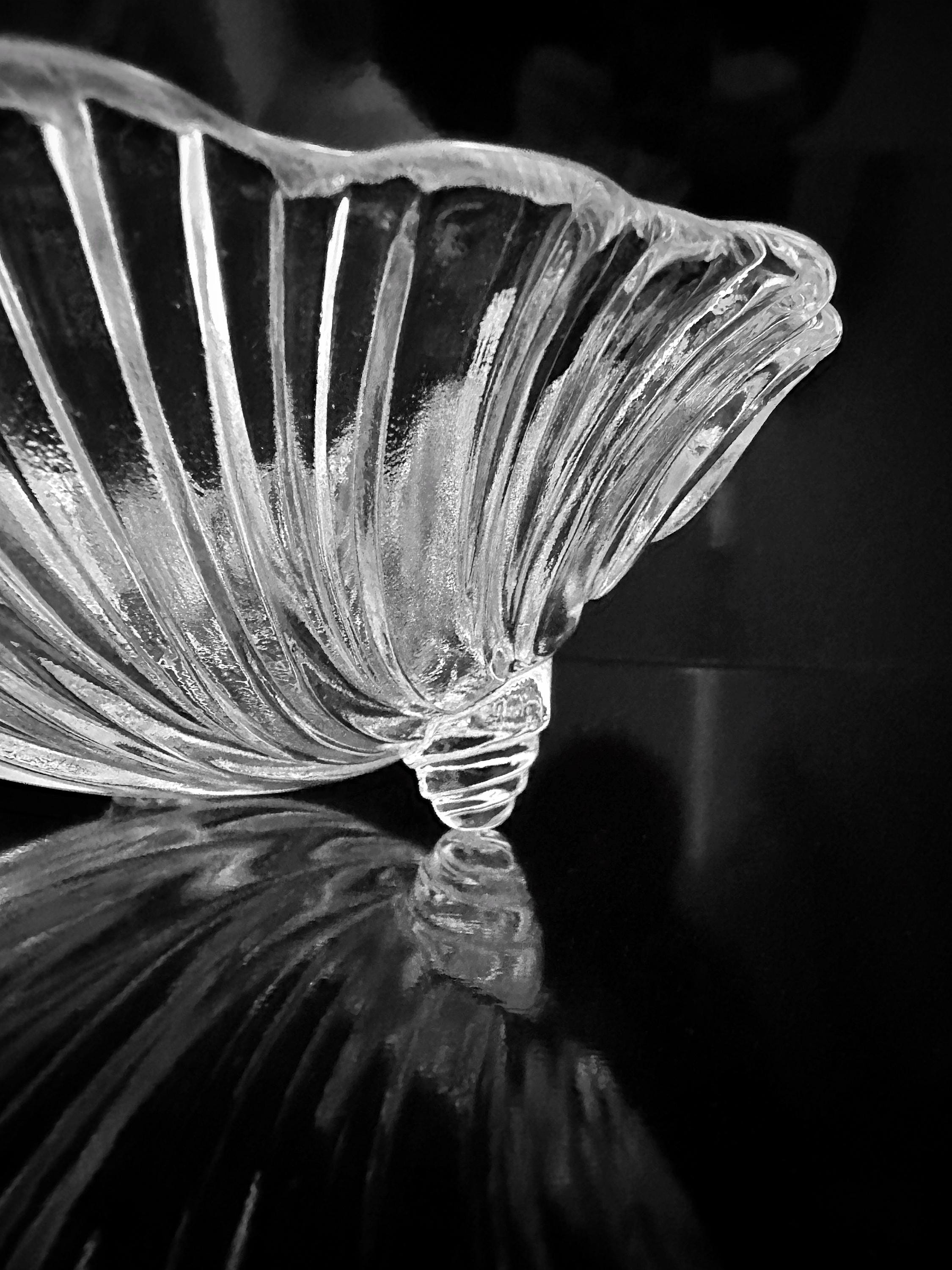 Muschel Schale Glas