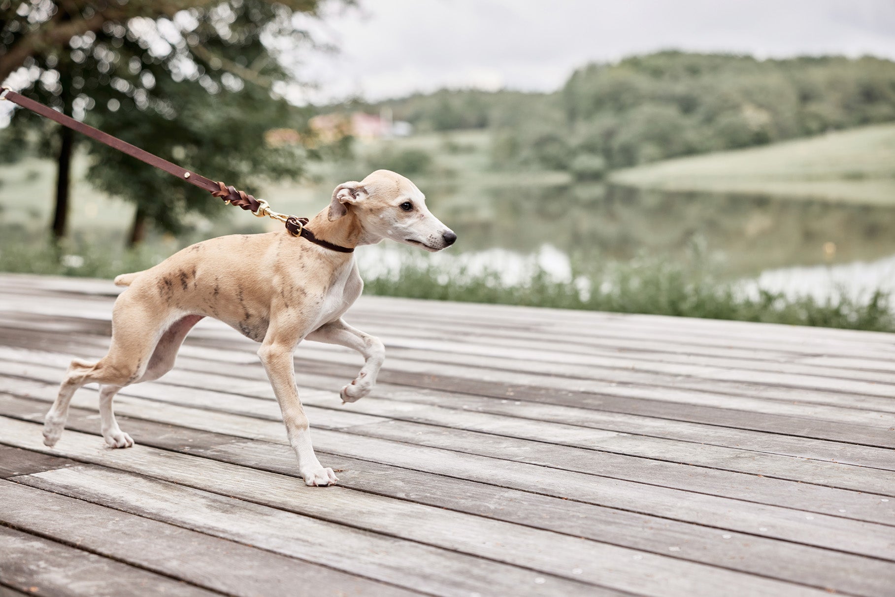 Robin Hundehalsband Leder Braun